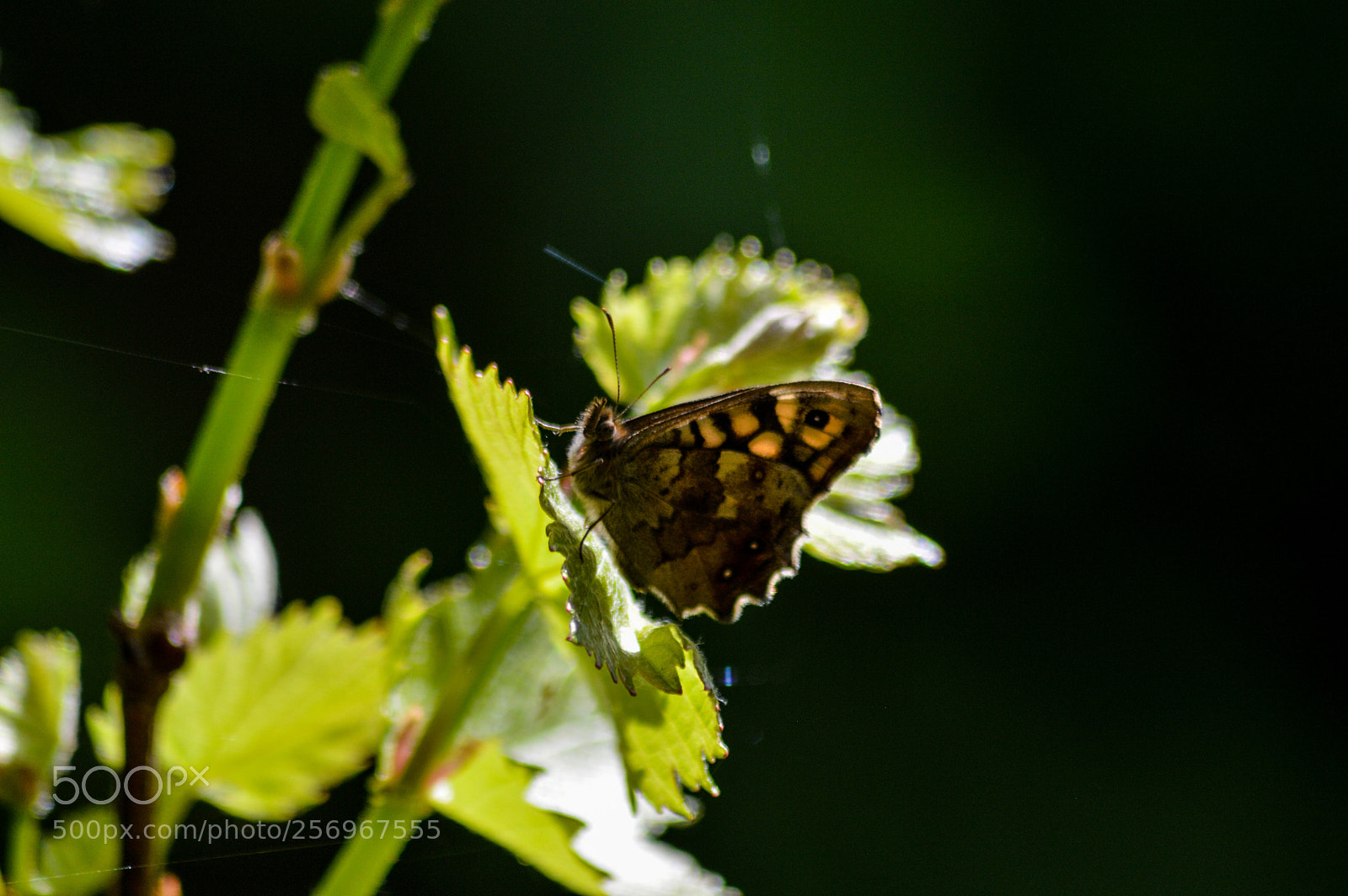 Nikon D3200 sample photo. Speckled wood parage aegeria photography