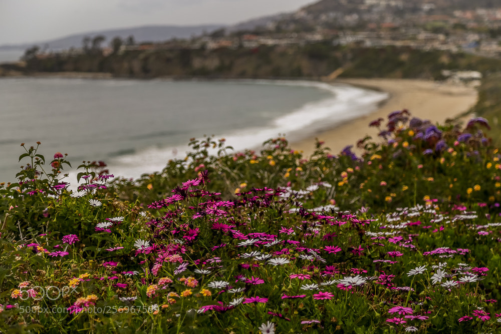 Canon EOS 6D sample photo. Spring blooms photography