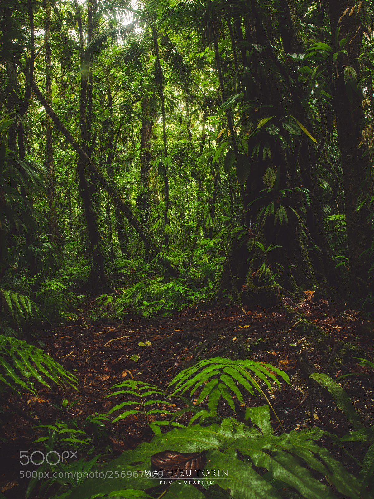 Nikon D7000 sample photo. In the forest photography