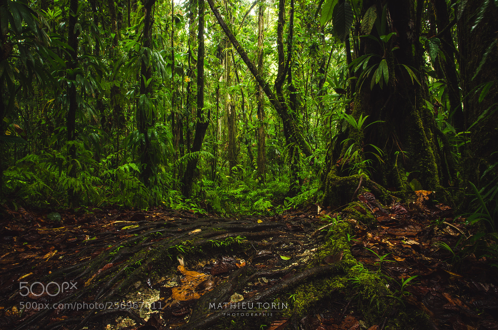 Nikon D7000 sample photo. In the forest 2 photography