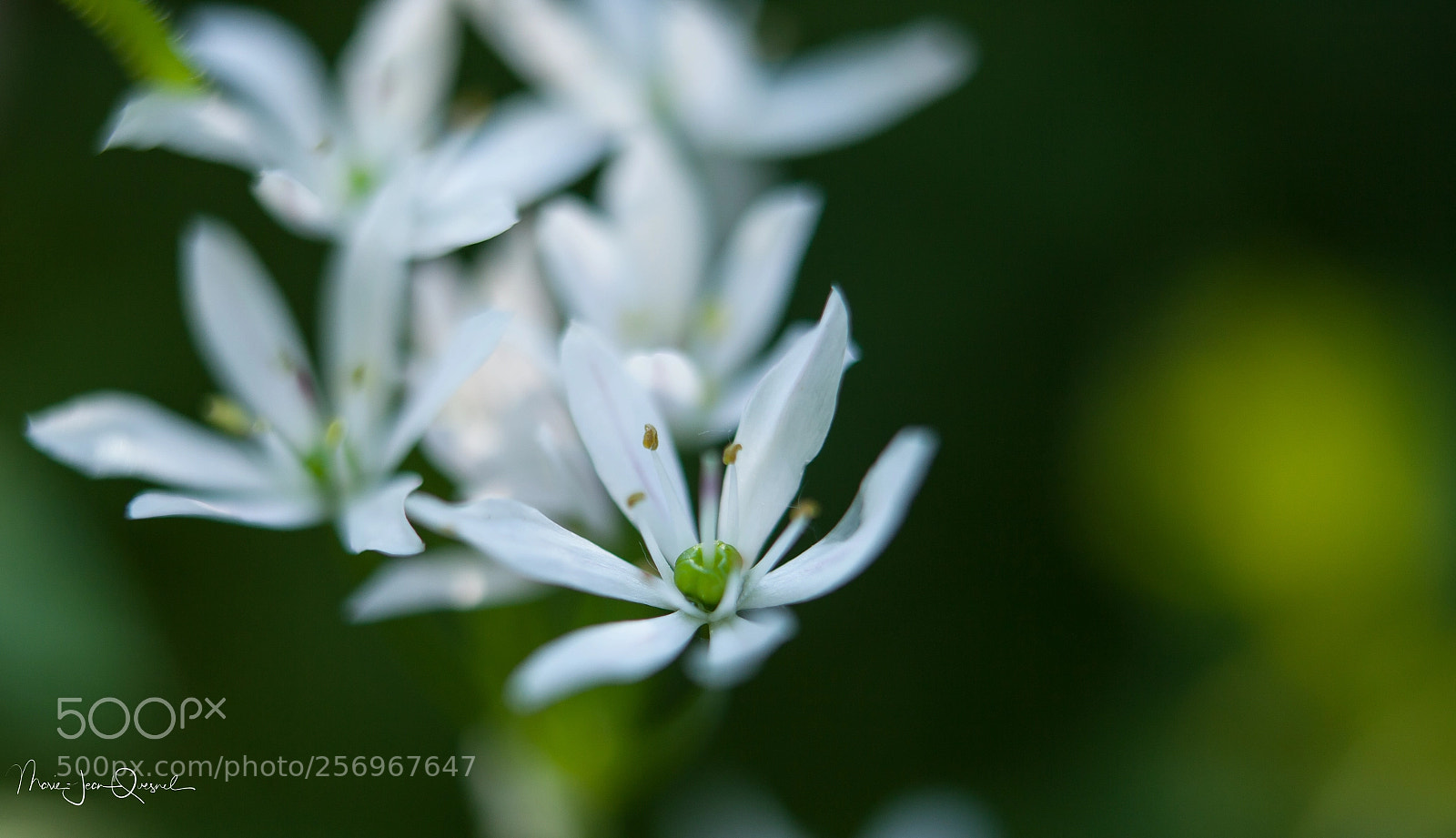 Canon EOS 5D Mark II sample photo. Autres fleurs sauvages. photography