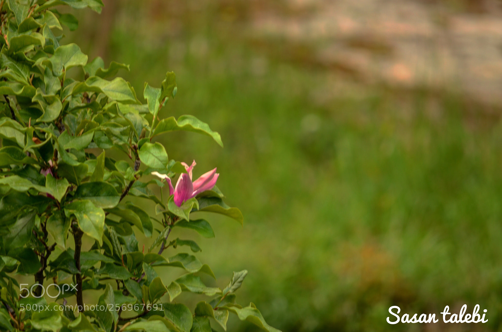 Nikon D7000 sample photo. Untitled photography