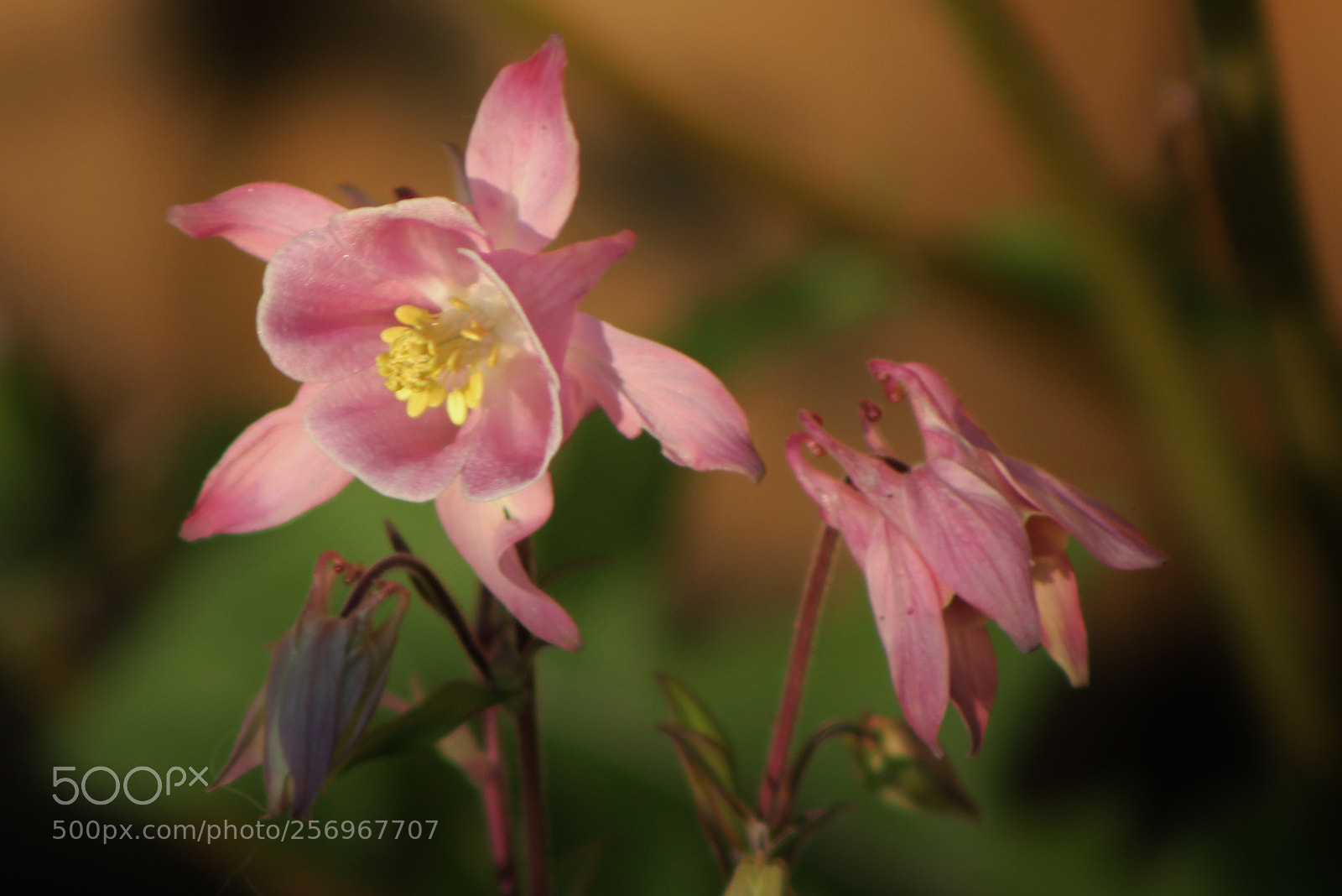 Canon EOS 550D (EOS Rebel T2i / EOS Kiss X4) sample photo. Aquilegia photography