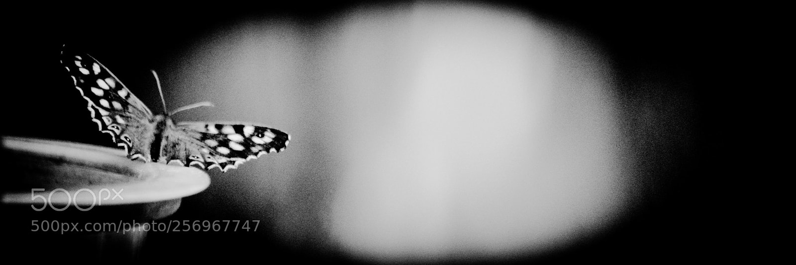 Nikon D3200 sample photo. Speckled wood parage aegeria photography