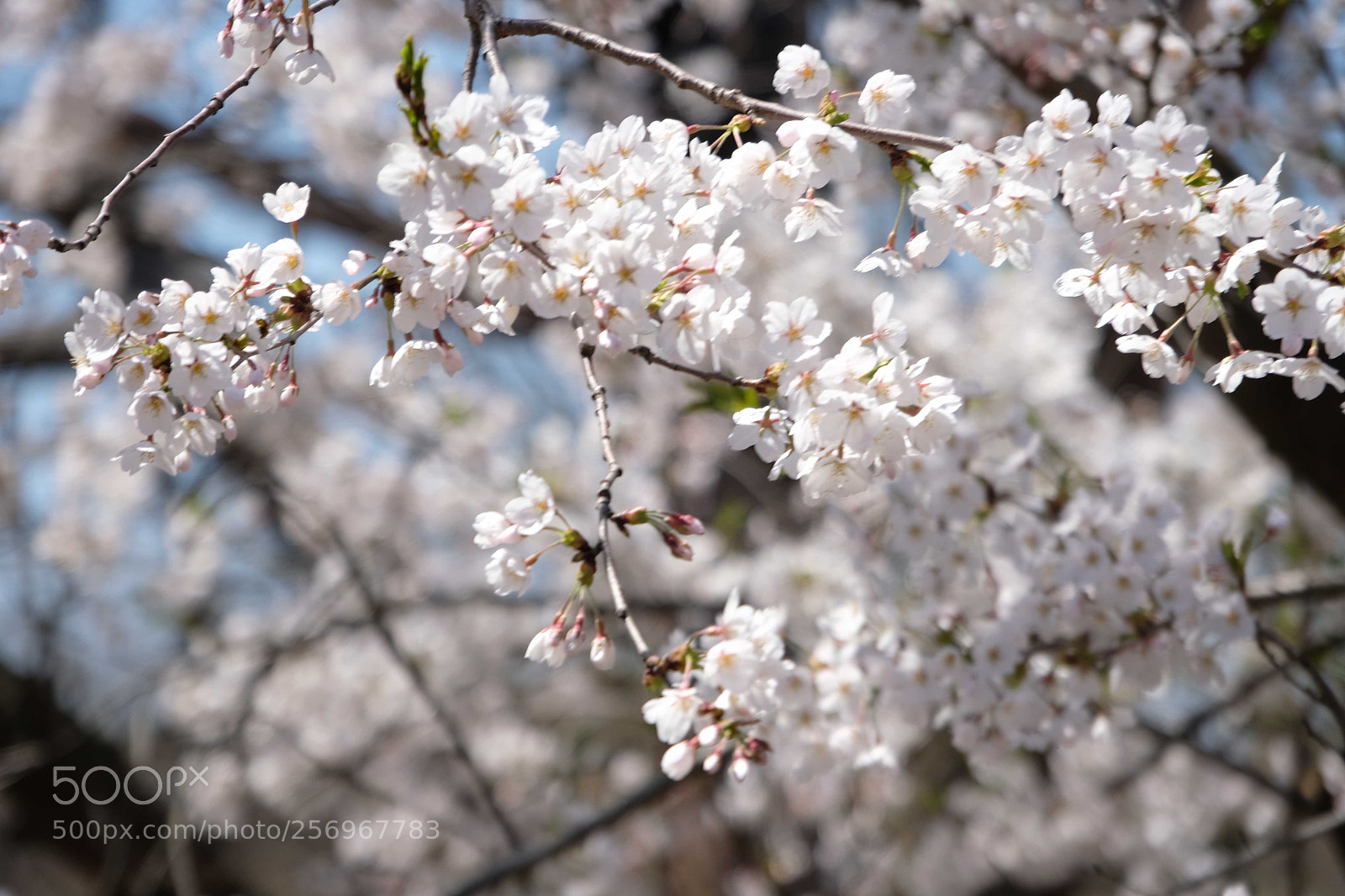 Fujifilm X-T2 sample photo. Cherry blossoms at high photography