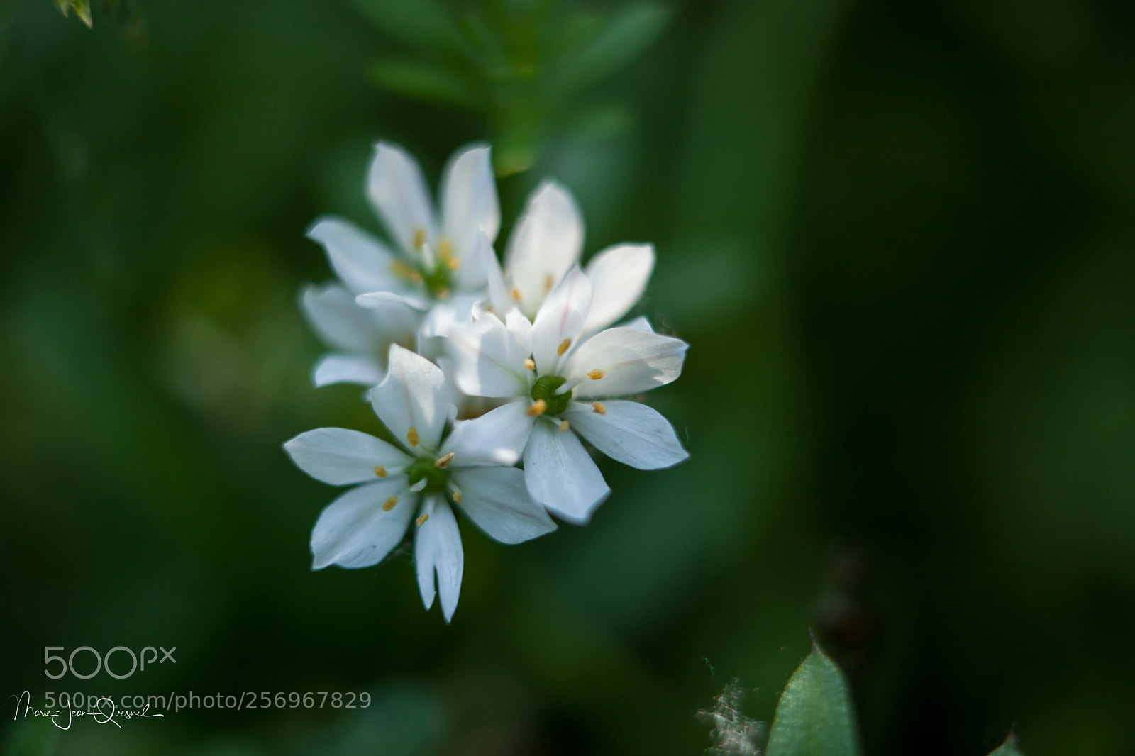 Canon EOS 5D Mark II sample photo. Beauté naturelle et simple. photography