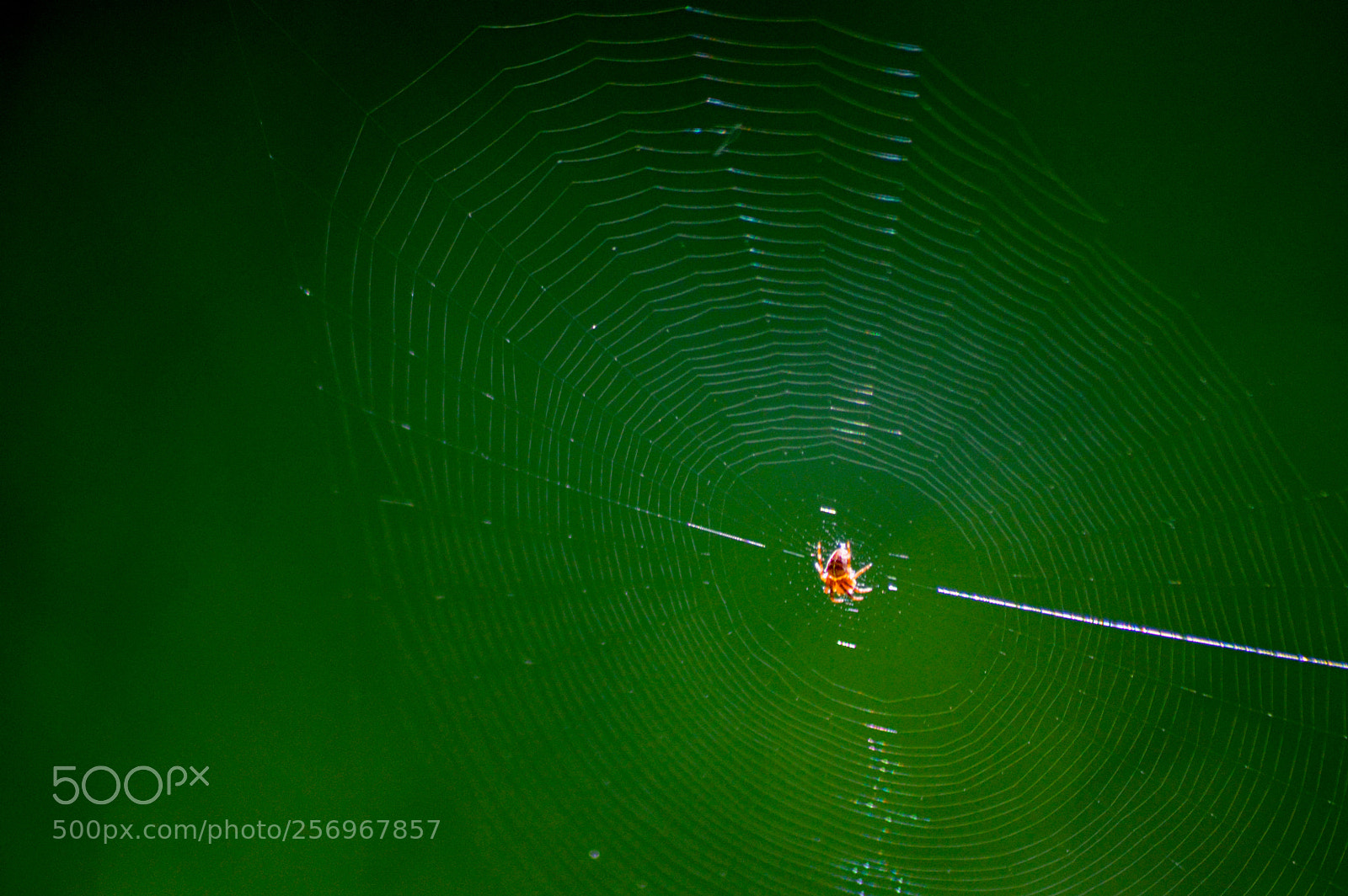 Nikon D3200 sample photo. Garden orb in web photography