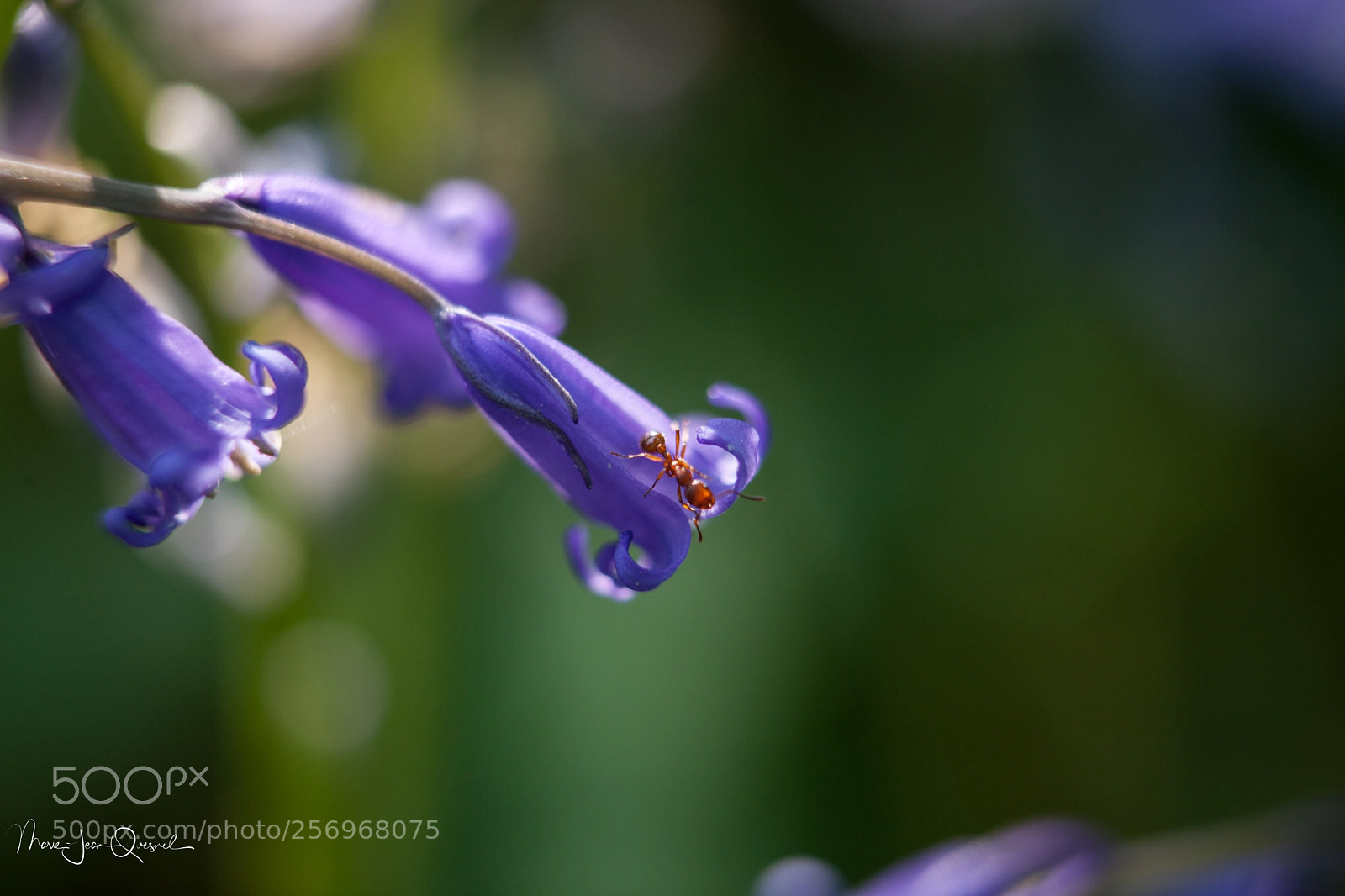 Canon EOS 5D Mark II sample photo. Quand une fourmi visite photography