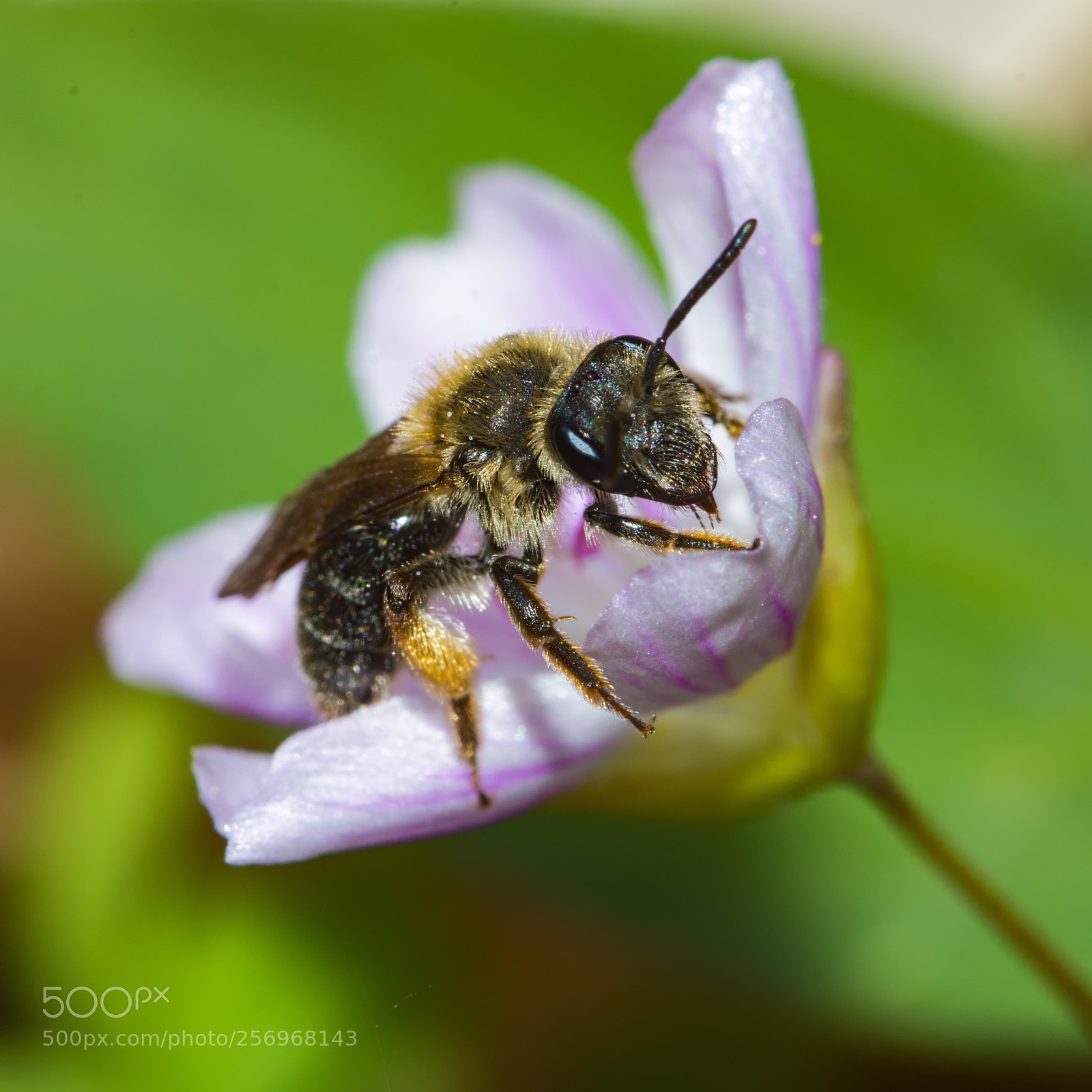 Nikon D7200 sample photo. Mining bee on spring photography