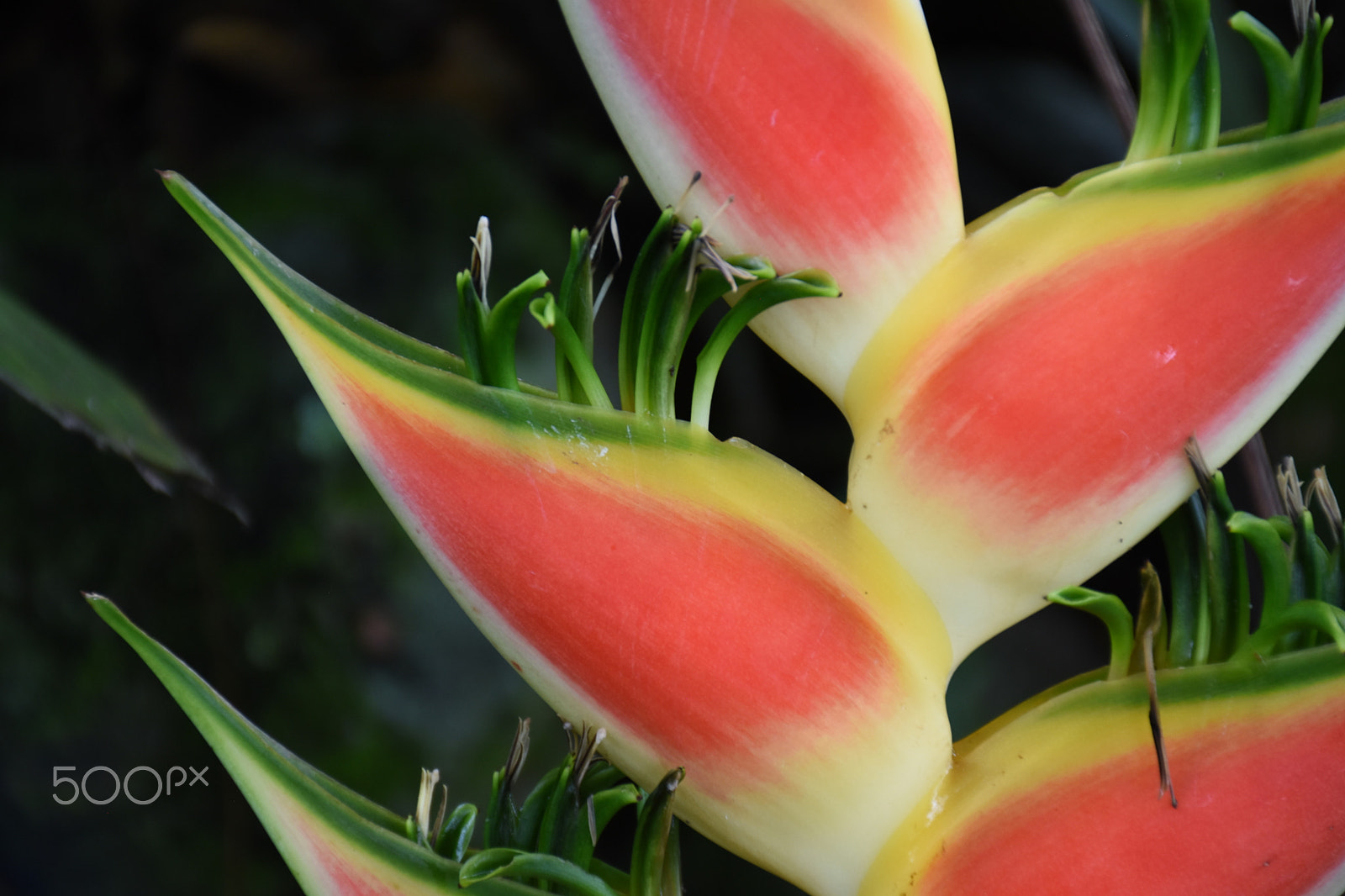 Nikon D5500 sample photo. Flower photography