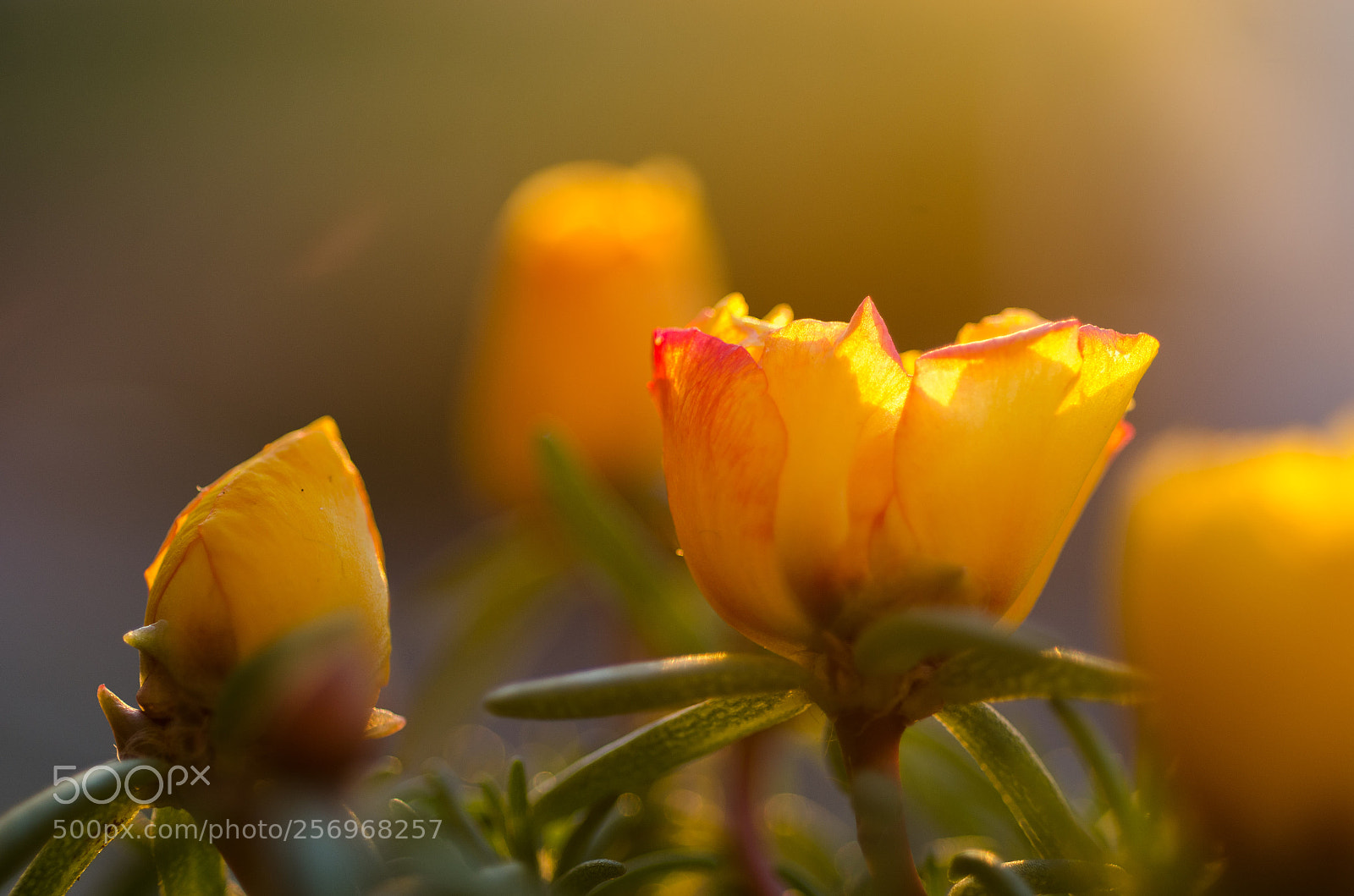 Nikon D7000 sample photo. Golden hour. golden flower. photography