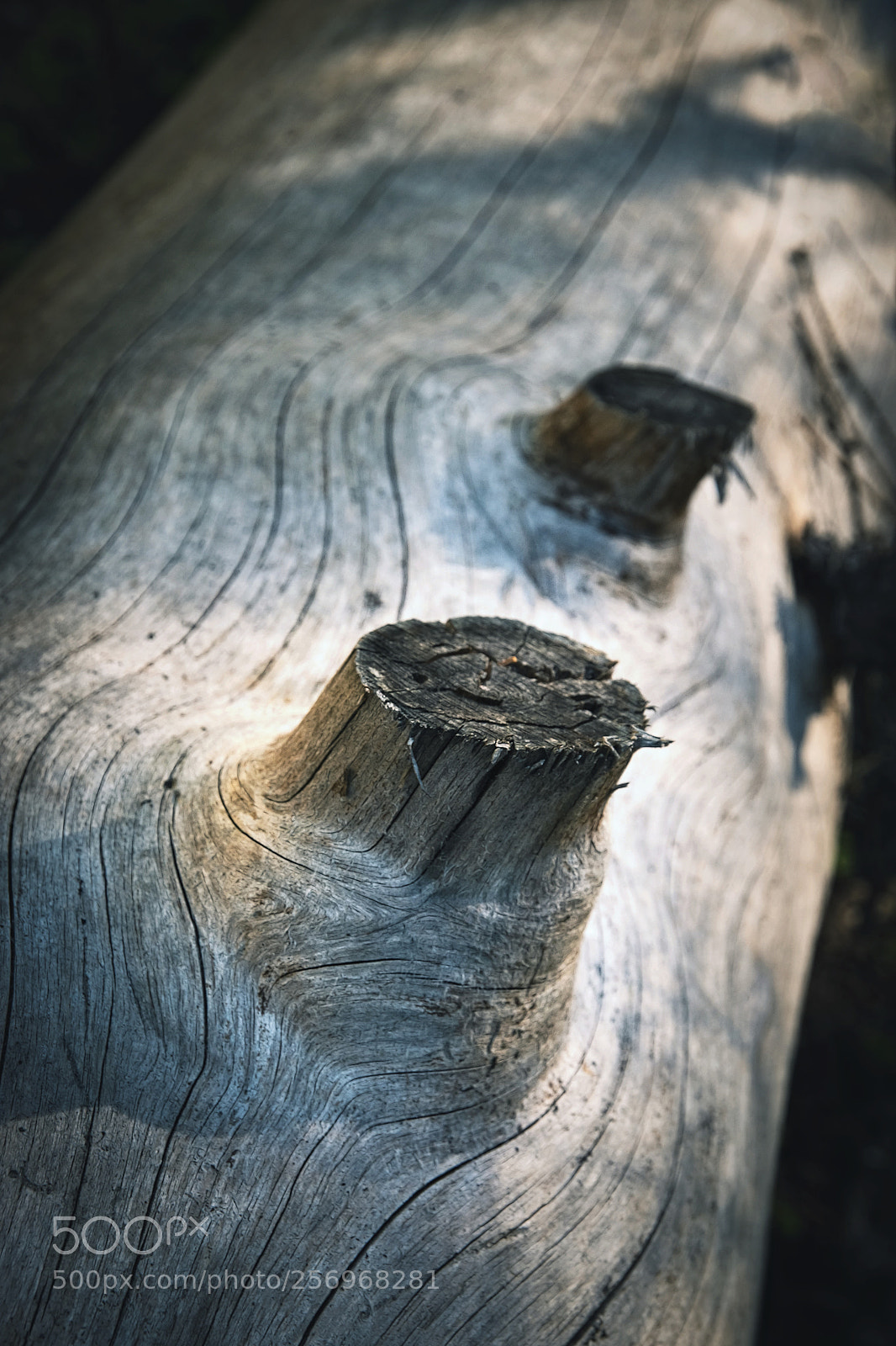 Nikon D5500 sample photo. Detail of an old photography