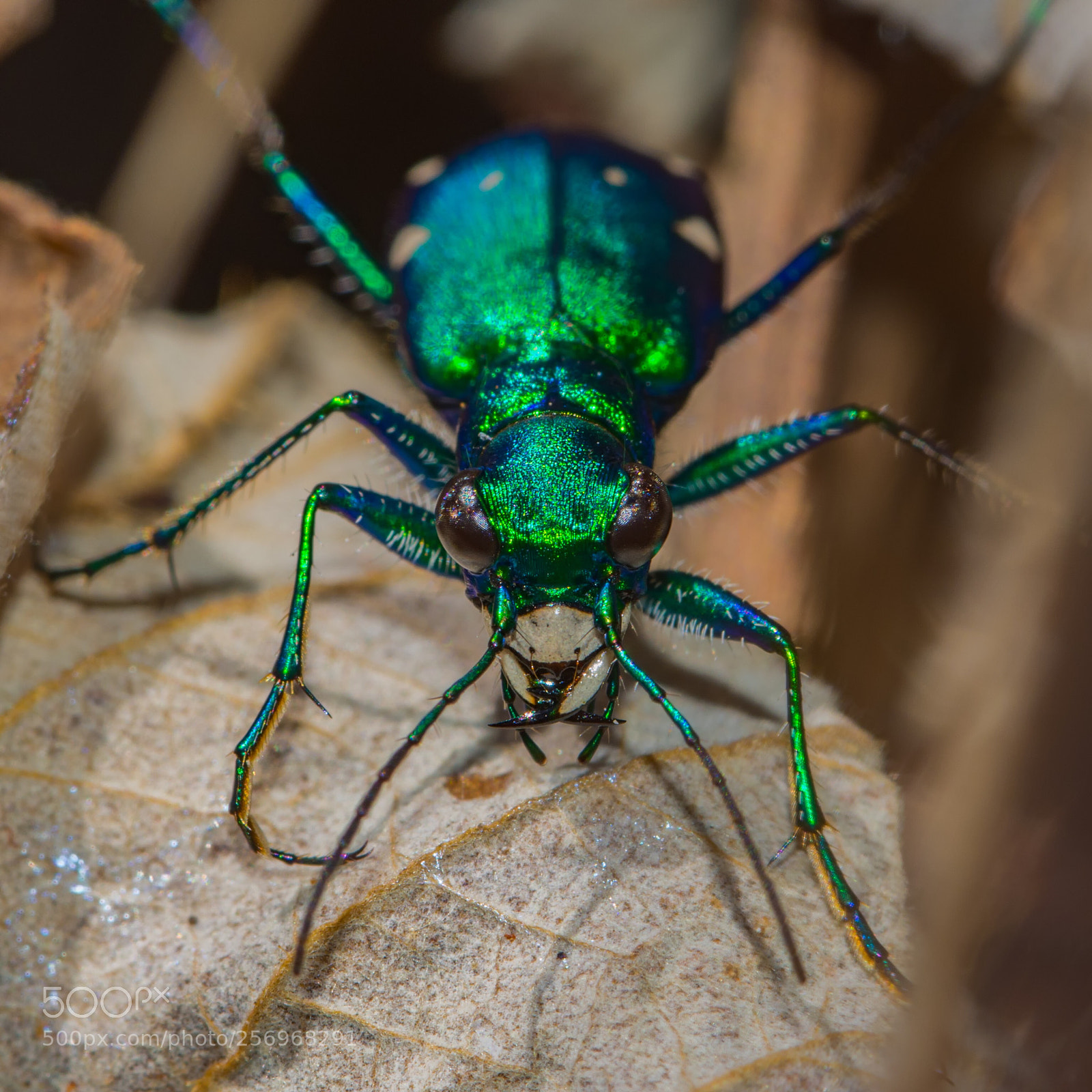 Nikon D7200 sample photo. Tiger beetle eyes photography
