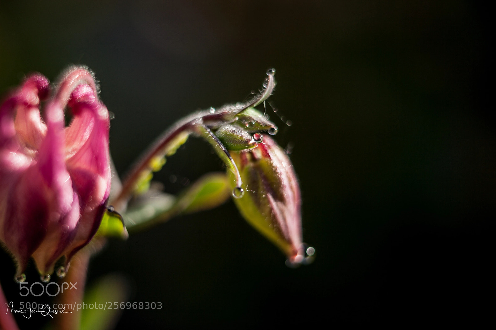 Canon EOS 5D Mark II sample photo. Fr le ancolie, dans photography