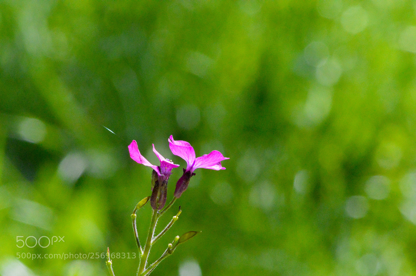 Nikon D3200 sample photo. Honesty flowers photography