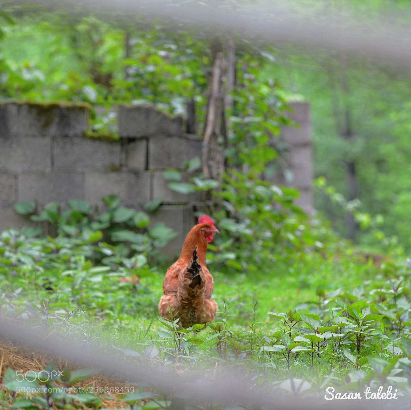 Nikon D7000 sample photo. Untitled photography