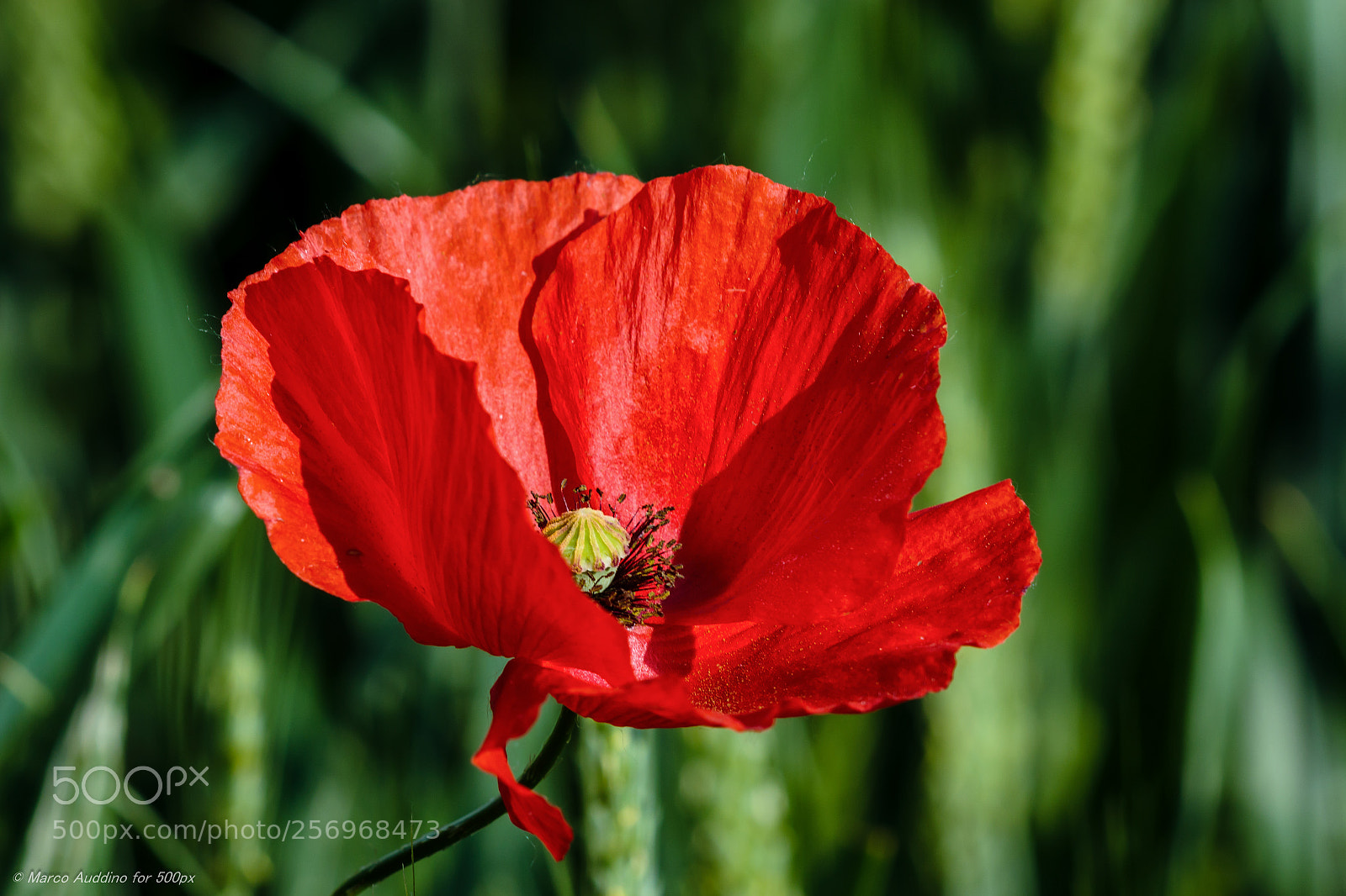 Canon EOS 70D sample photo. Poppy photography