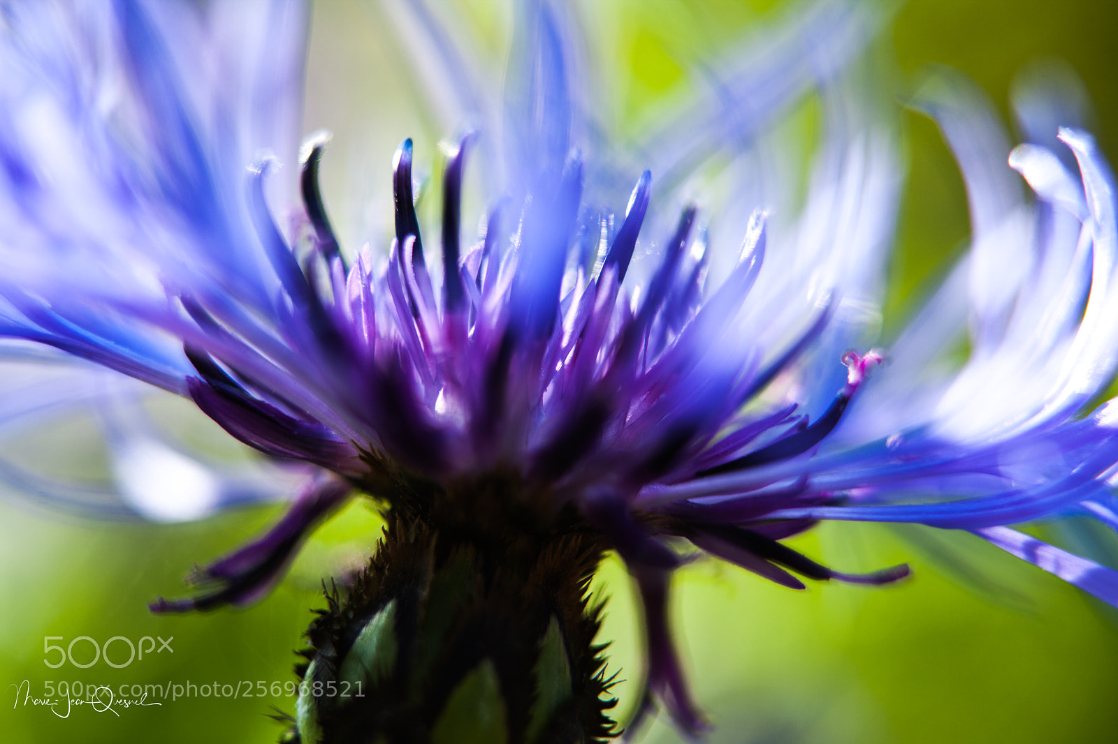 Canon EOS 5D Mark II sample photo. Transparence bleuet. photography
