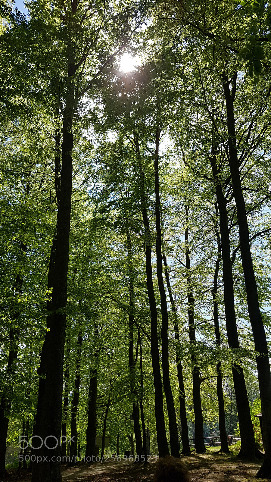 Samsung Galaxy S7 sample photo. Natur-wald-baum-01 photography