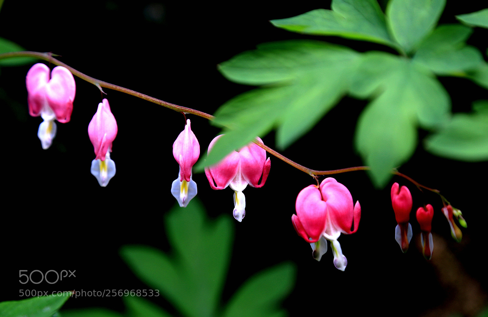 Canon EOS 6D + Canon EF 24-105mm F4L IS USM sample photo. Untitled photography