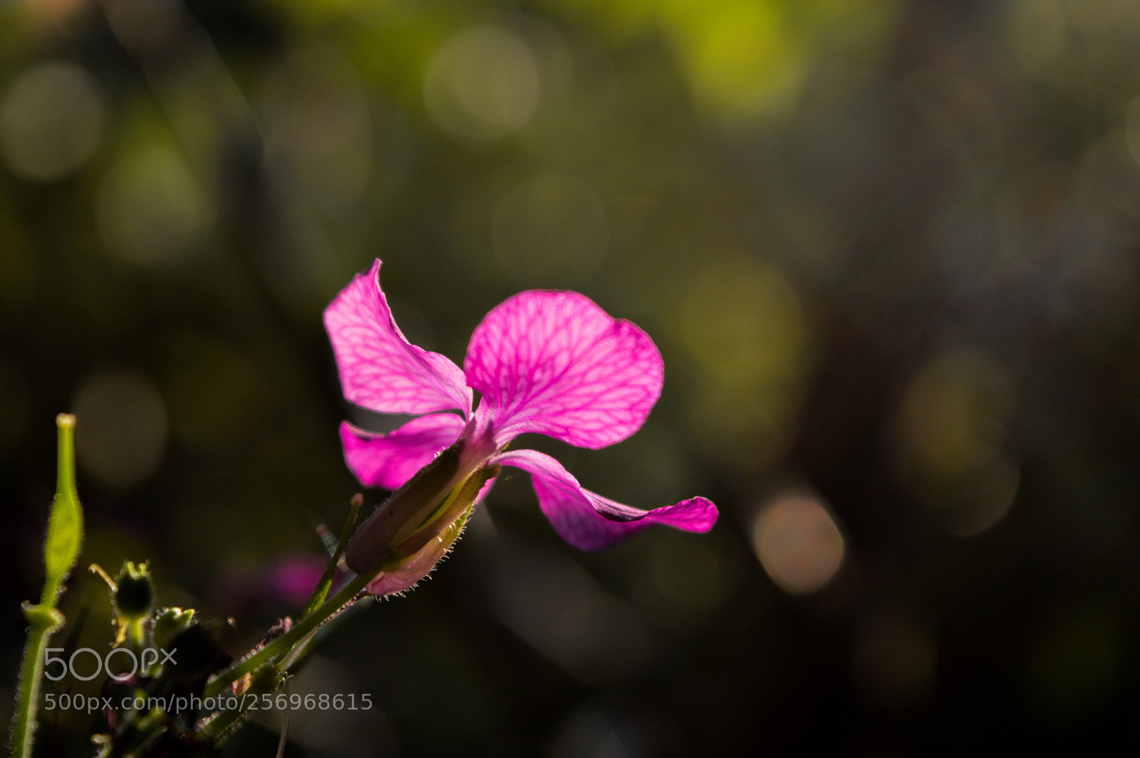 Nikon D3200 sample photo. Honesty flowers photography