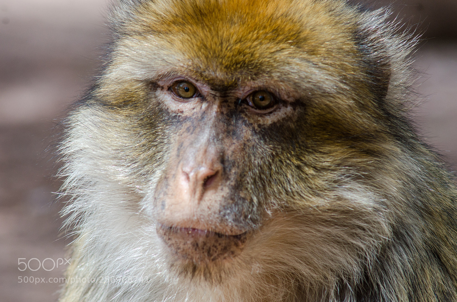 Nikon D7000 sample photo. Barbary macaque photography