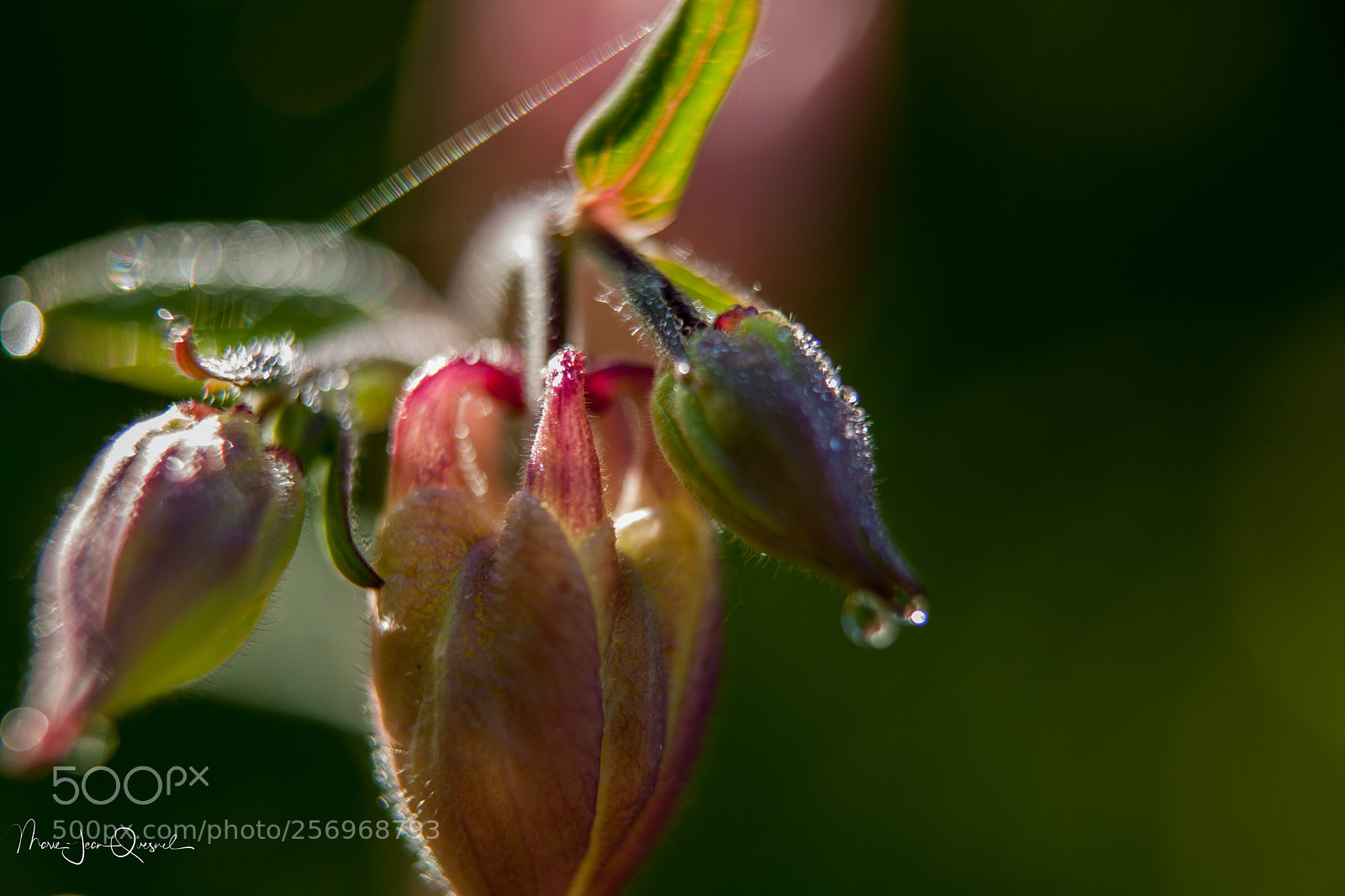 Canon EOS 5D Mark II sample photo. Ancolie si fragile... photography