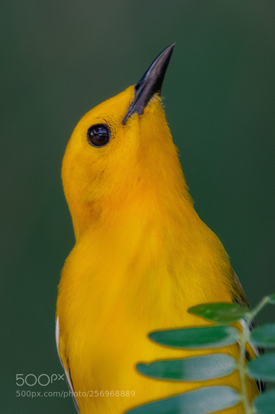 Nikon D500 sample photo. Prothonotary warbler photography