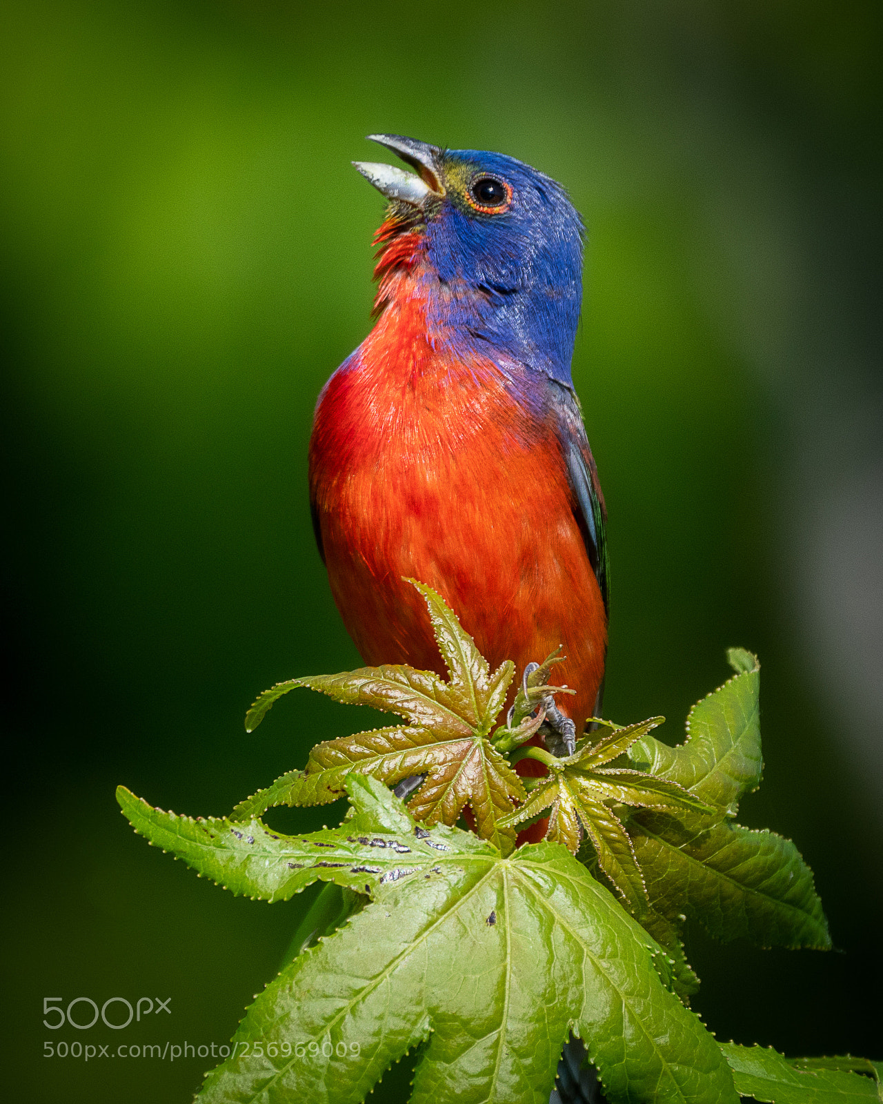 Nikon D500 sample photo. Painted bunting photography