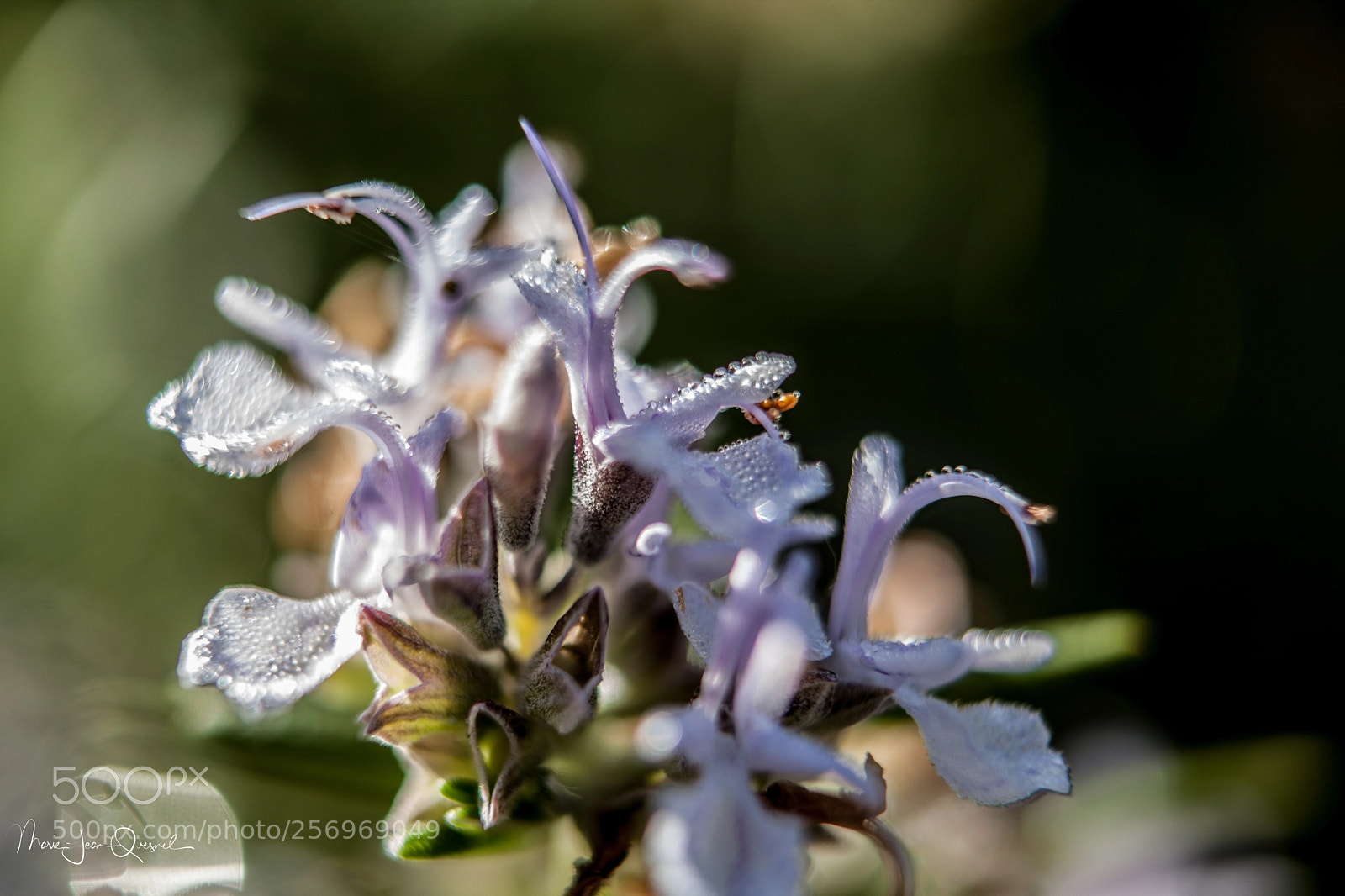 Canon EOS 5D Mark II sample photo. Multitude de fleurs de photography