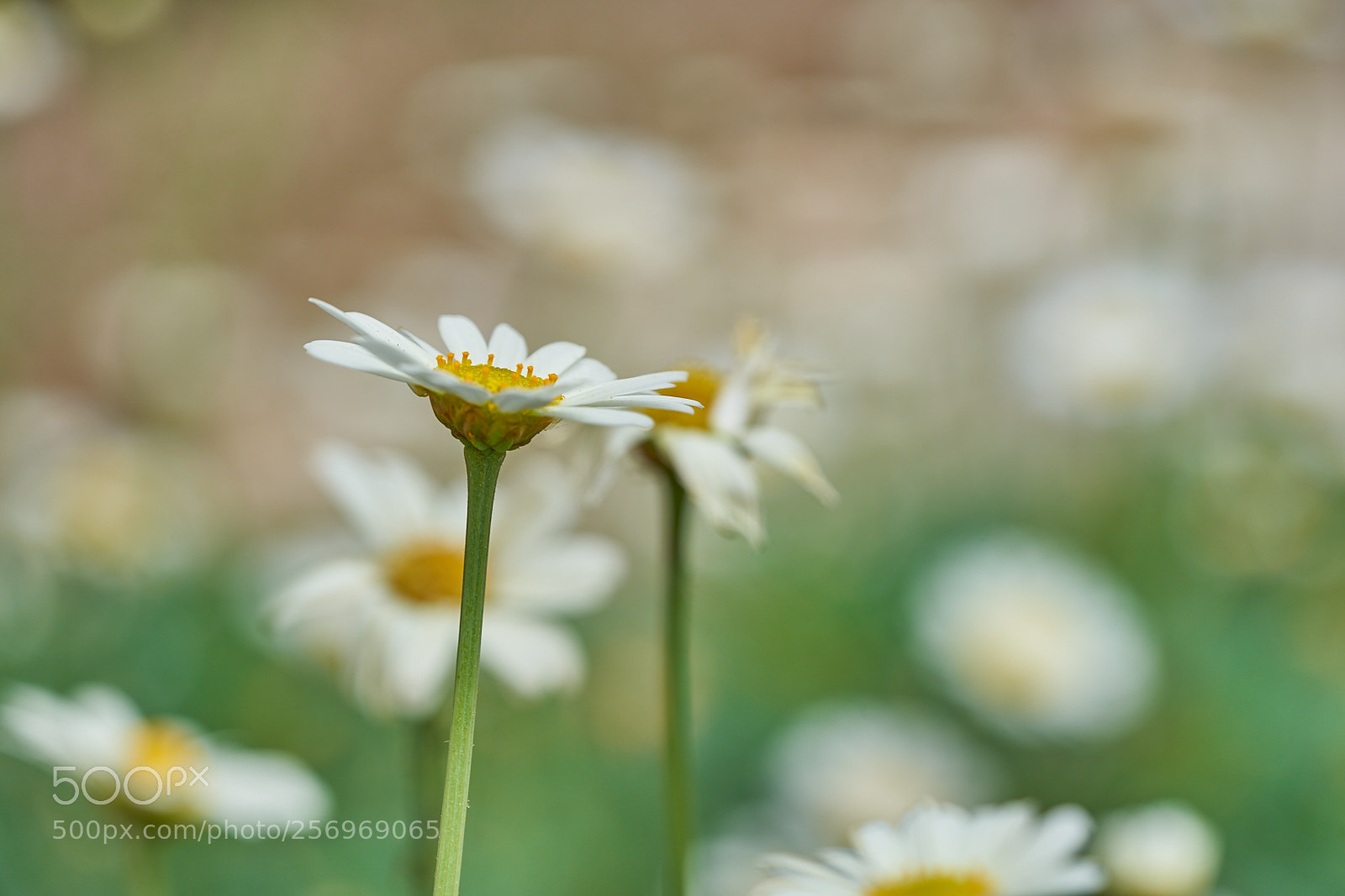 Sony a7 III sample photo. Daisy flower photography