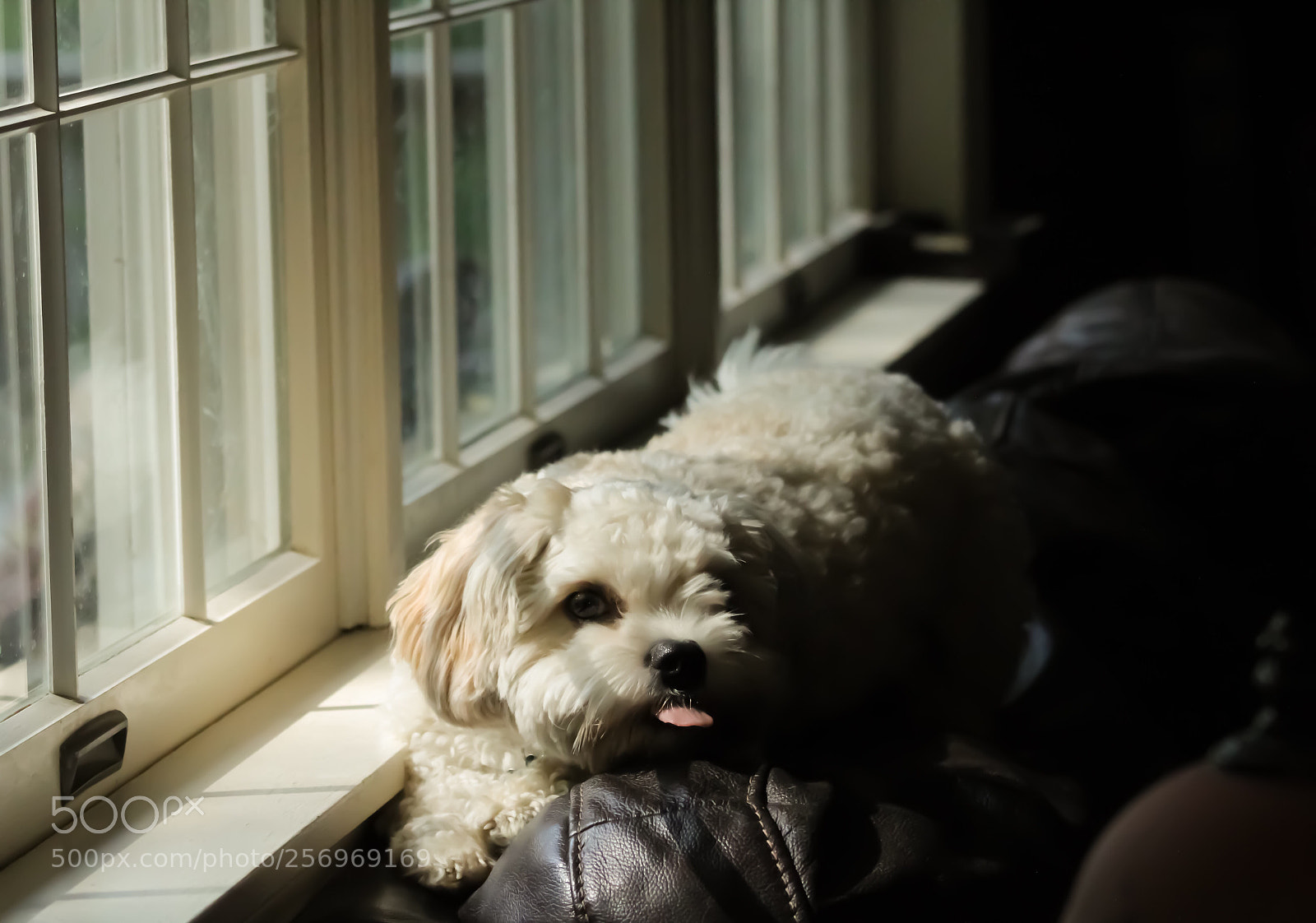 Canon EOS 1300D (EOS Rebel T6 / EOS Kiss X80) sample photo. So stinkin’ cute photography