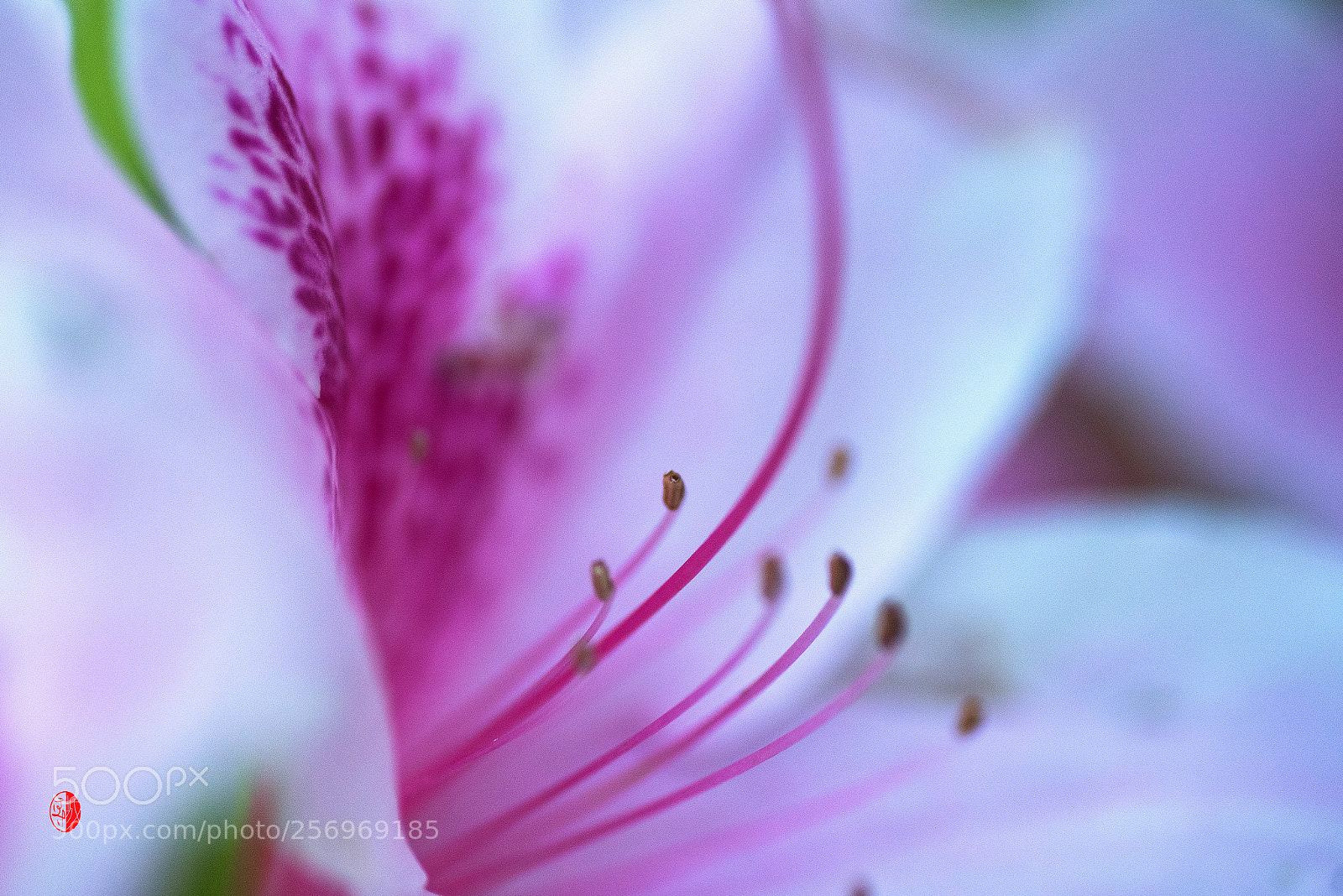 Nikon D750 sample photo. Macro photography