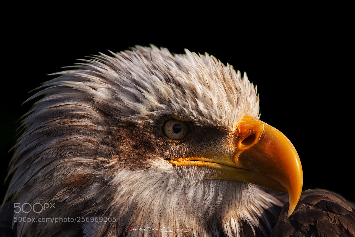 Nikon D800 sample photo. I´m watching you photography