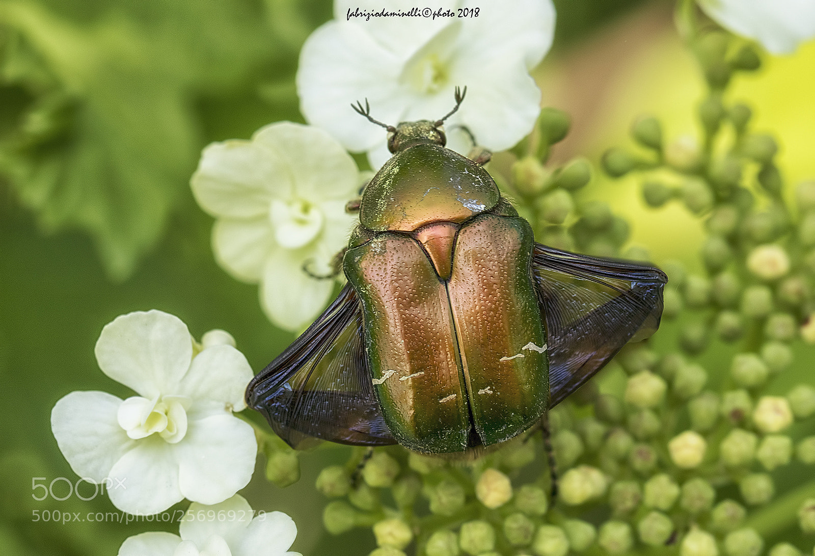 Canon EOS 7D Mark II sample photo. Cetonia aurata photography