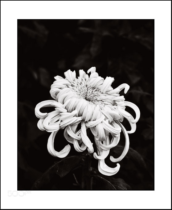 Canon EOS 20D sample photo. Chrysanthemum photography