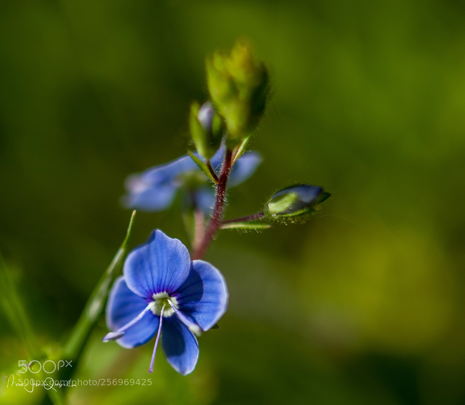 Canon EOS 5D Mark II sample photo. Fleurs sauvages, 5 millim photography