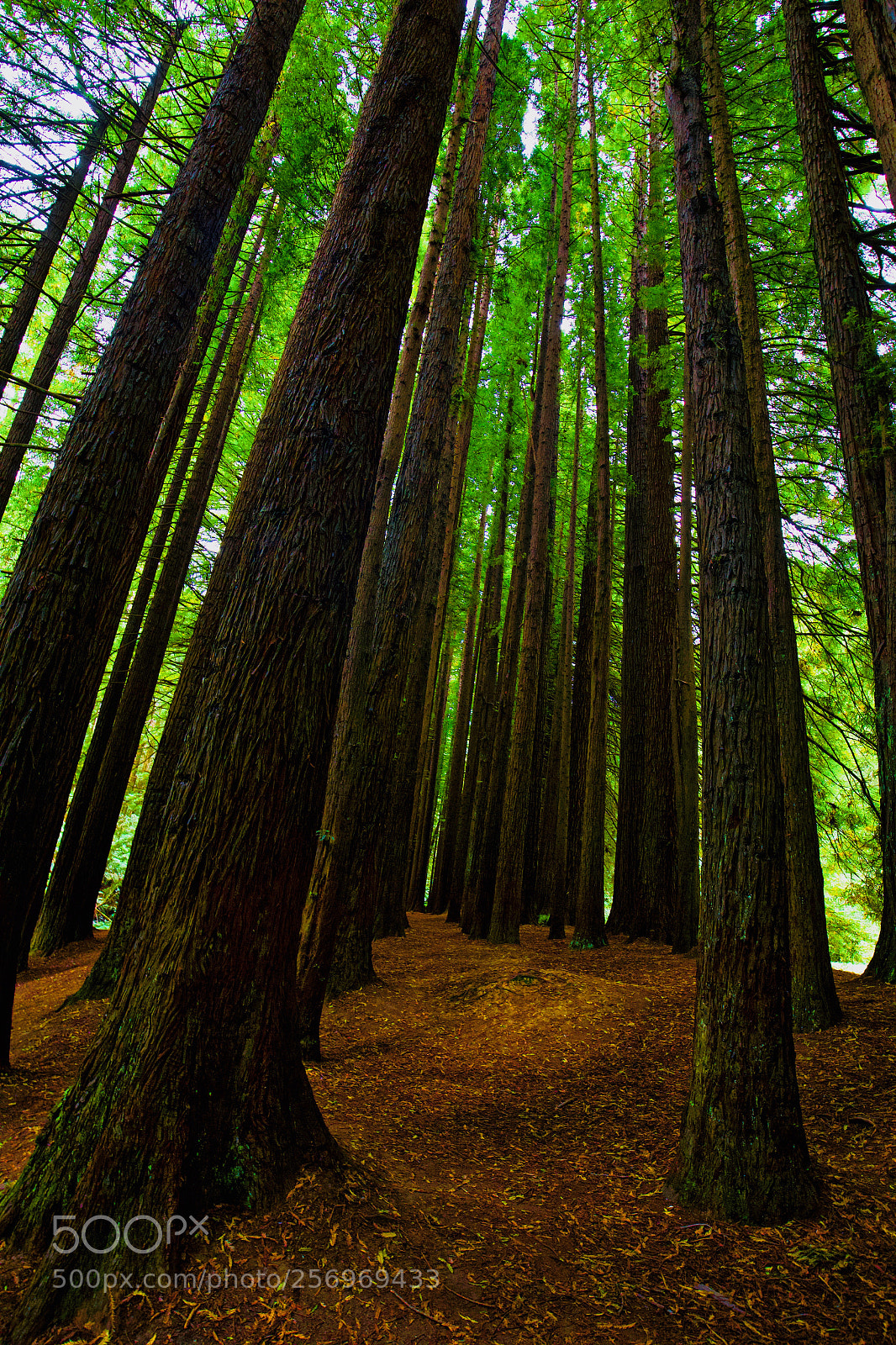 Canon EOS 6D sample photo. Redwoods photography