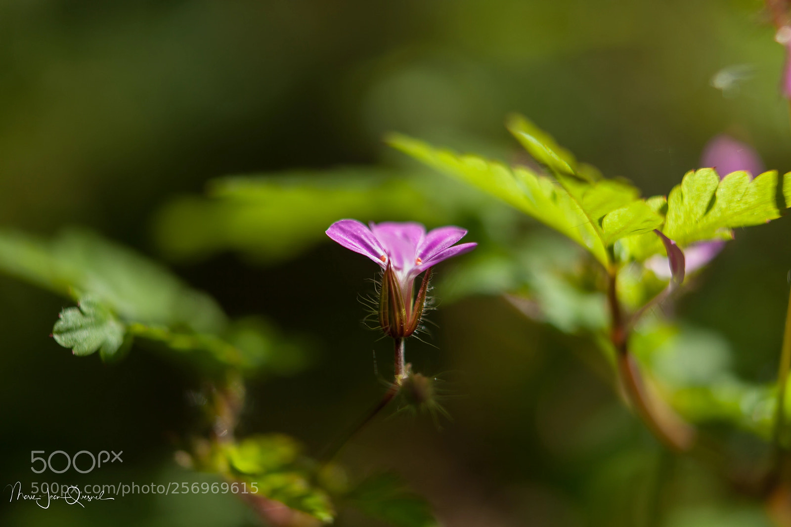 Canon EOS 5D Mark II sample photo. Contre jour rose, quelle photography