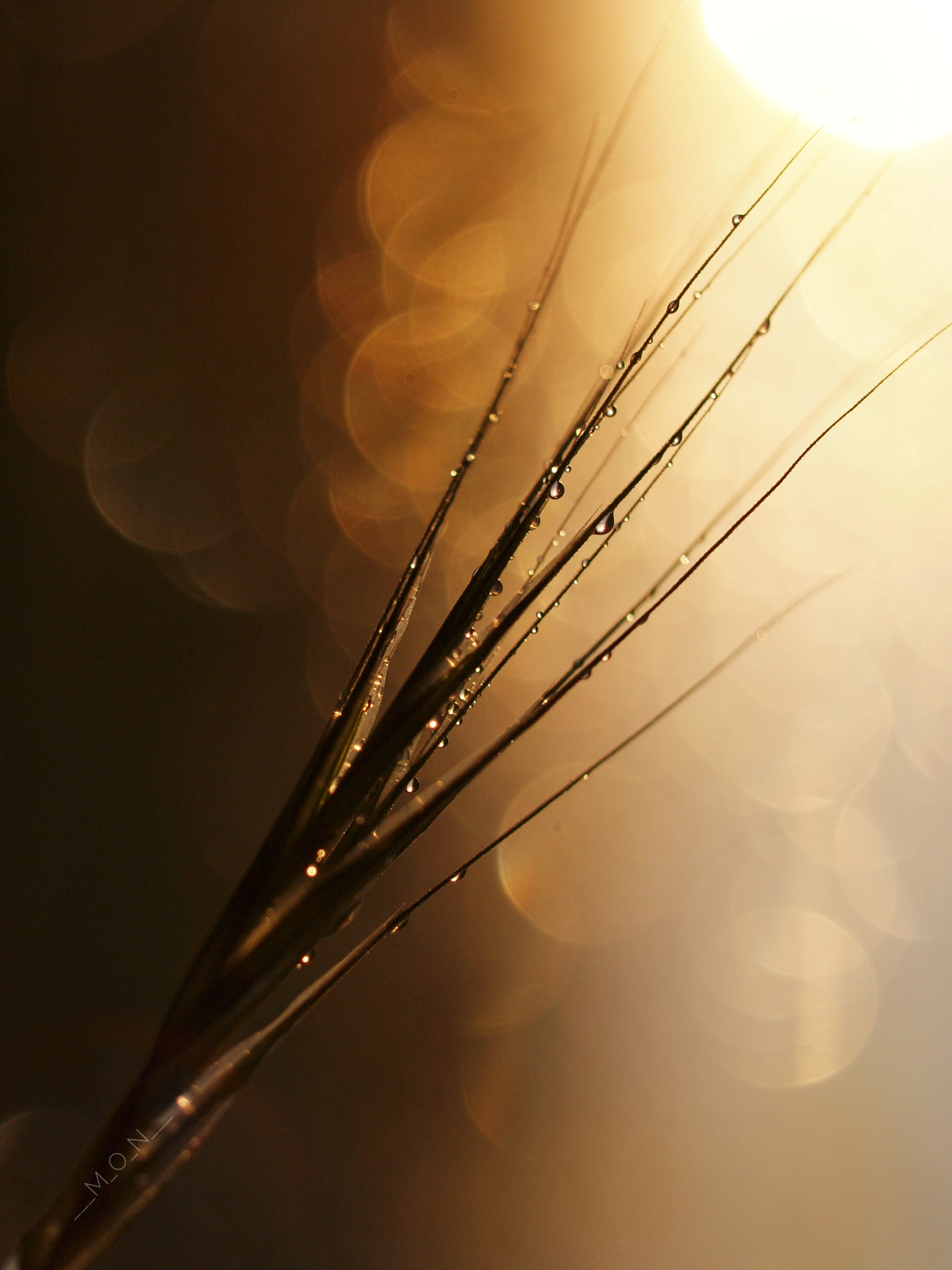 Olympus E-30 sample photo. Untitled photography
