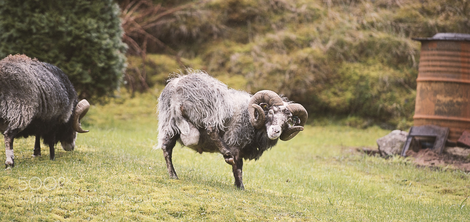 Nikon D750 sample photo. Goat photography