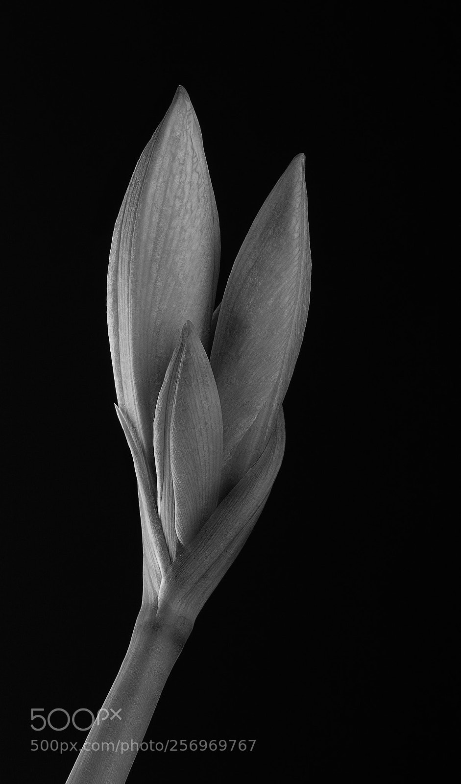 Olympus OM-D E-M5 II sample photo. Lilly photography