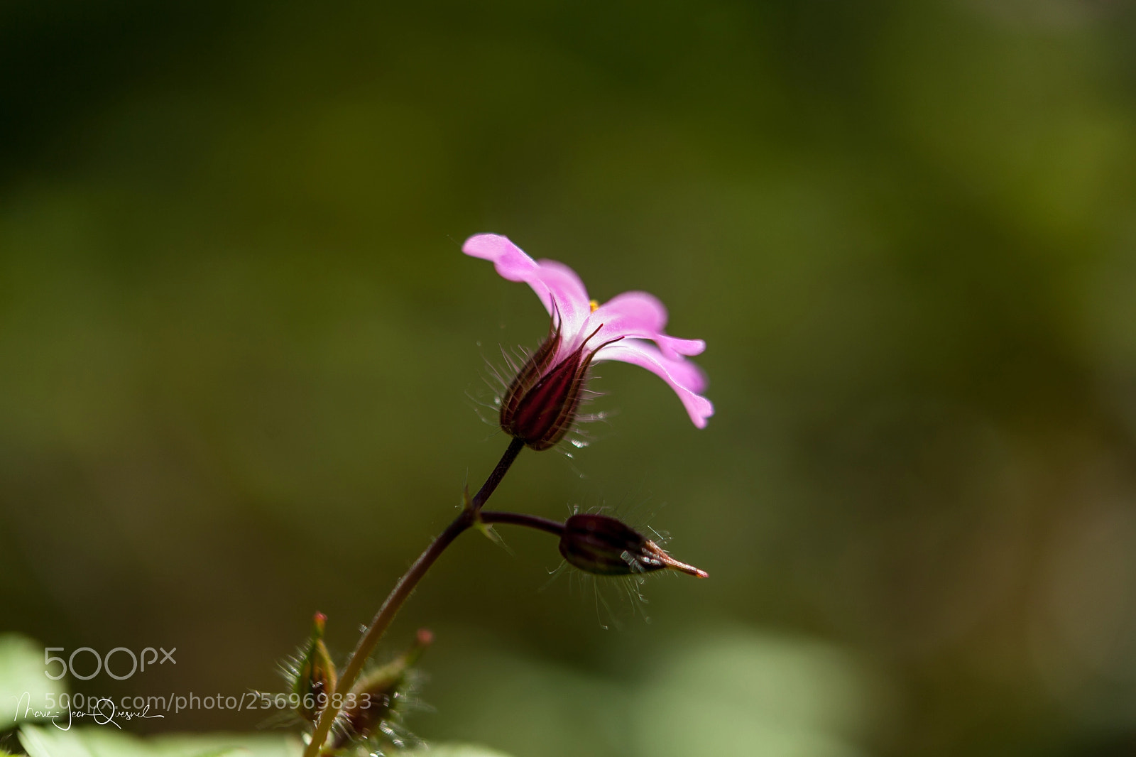 Canon EOS 5D Mark II sample photo. La vie en rose photography