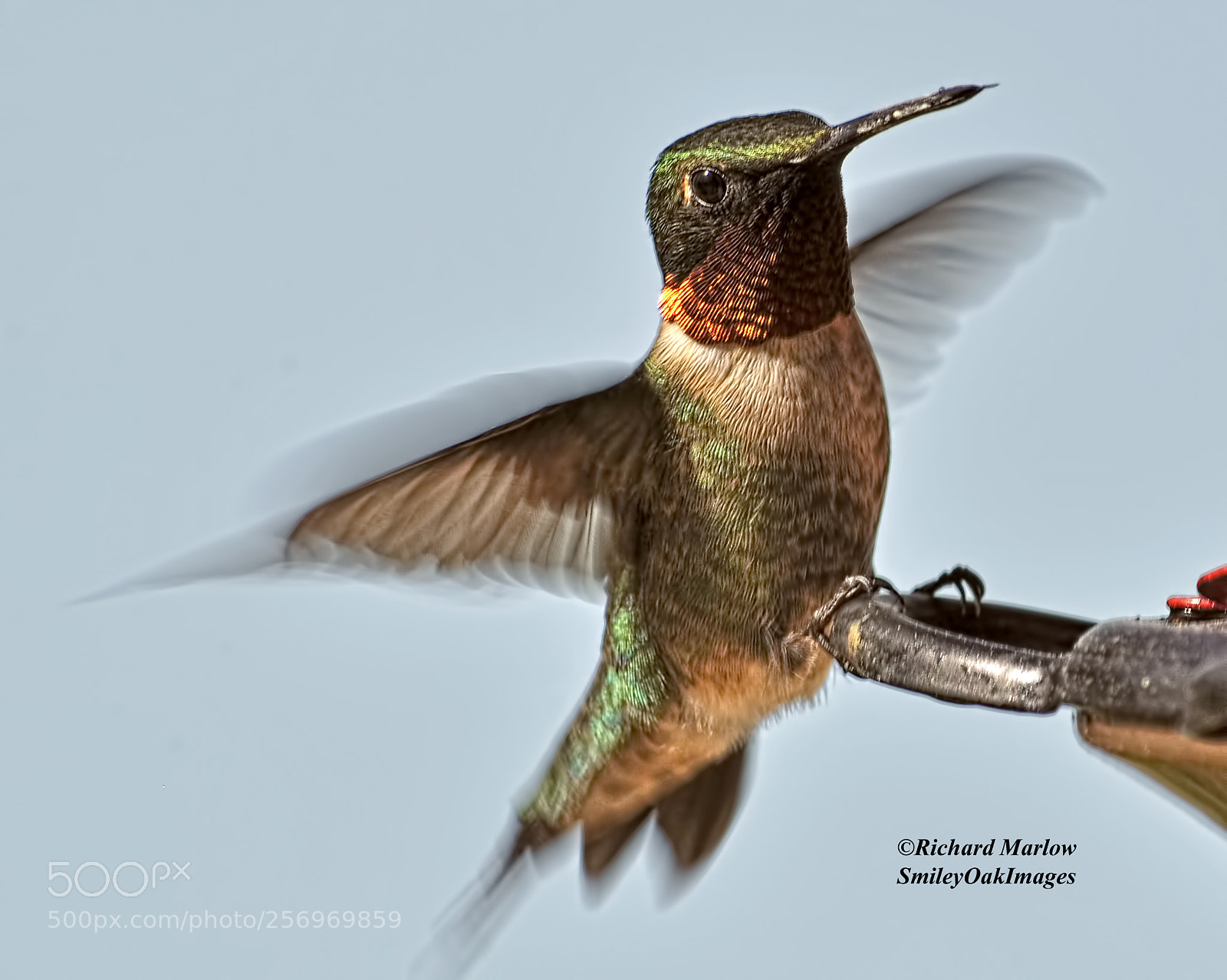 Nikon D5000 sample photo. Hummingbird photography
