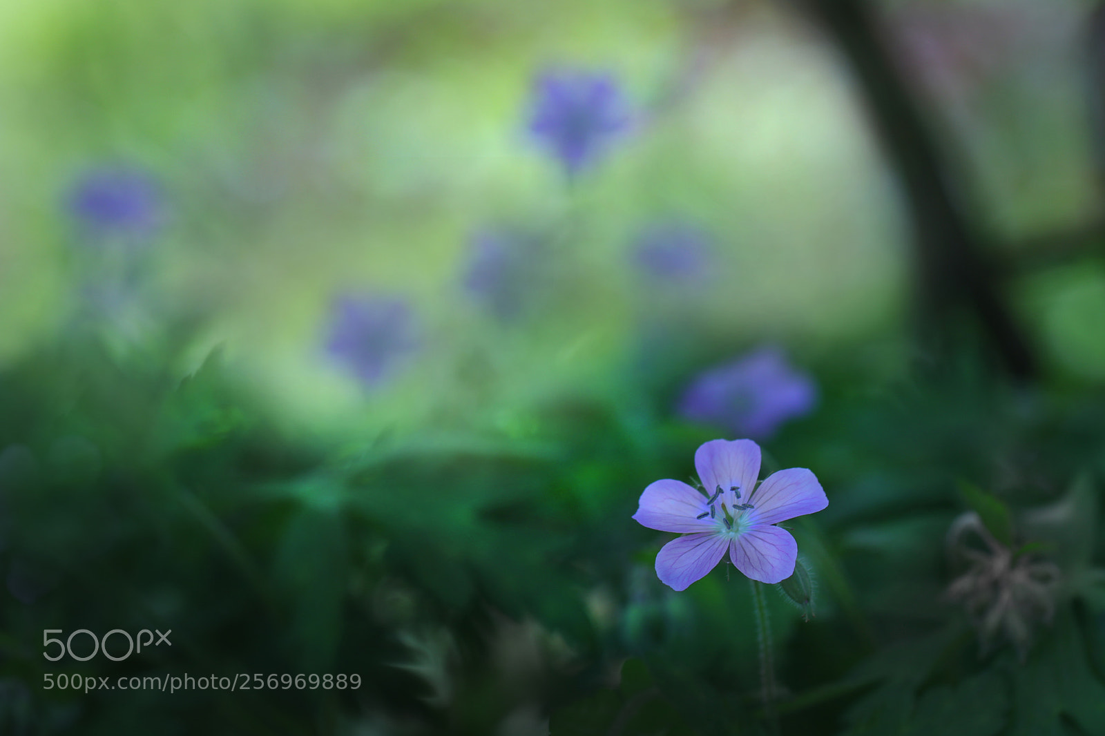 Canon EOS 80D sample photo. Untitled photography