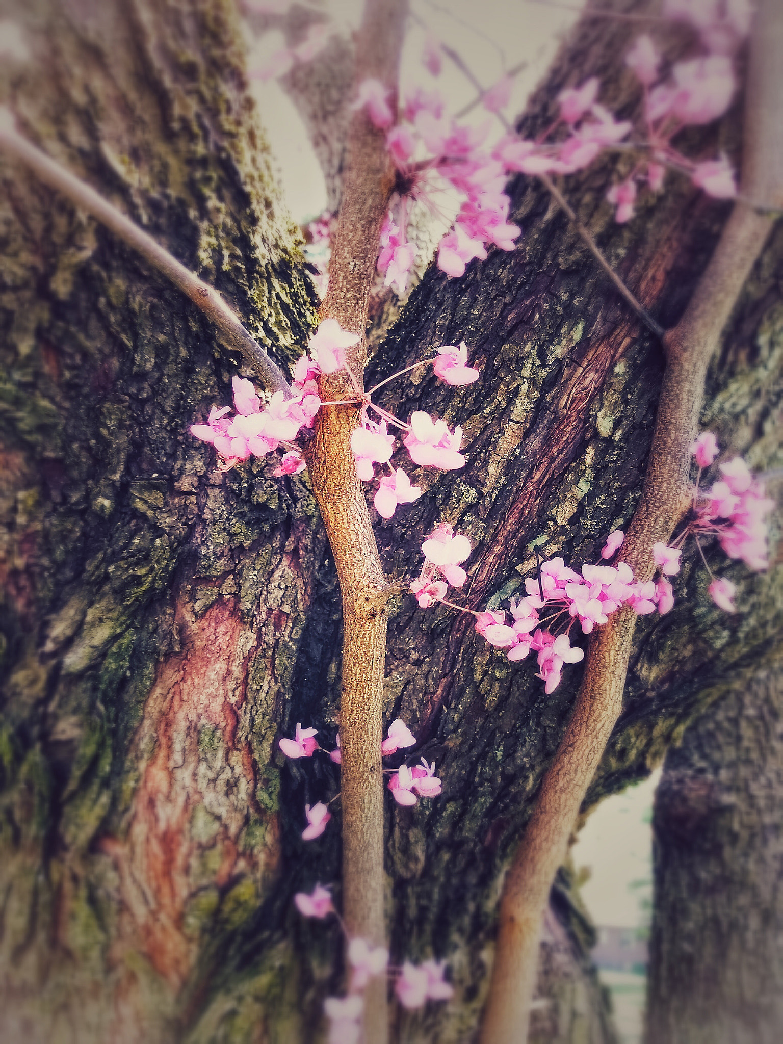 Motorola Moto E (4) Plus sample photo. Pink flower on tree photography