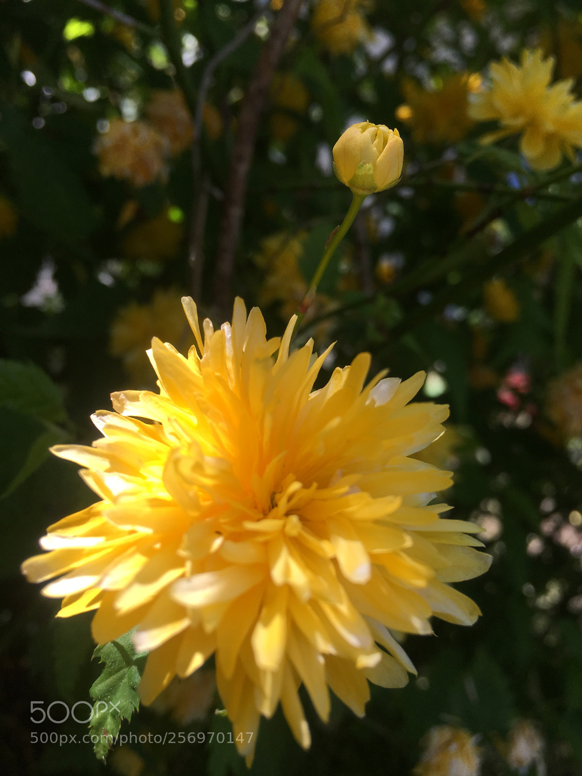 Apple iPhone 6s Plus sample photo. Untitled photography