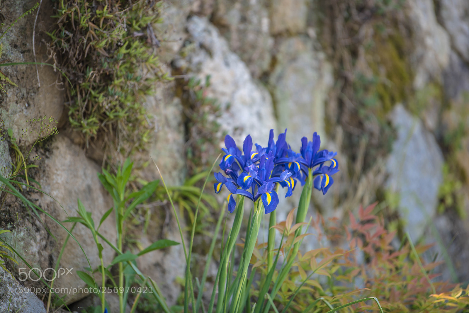 Nikon D810 sample photo. Bloom on the roadside photography