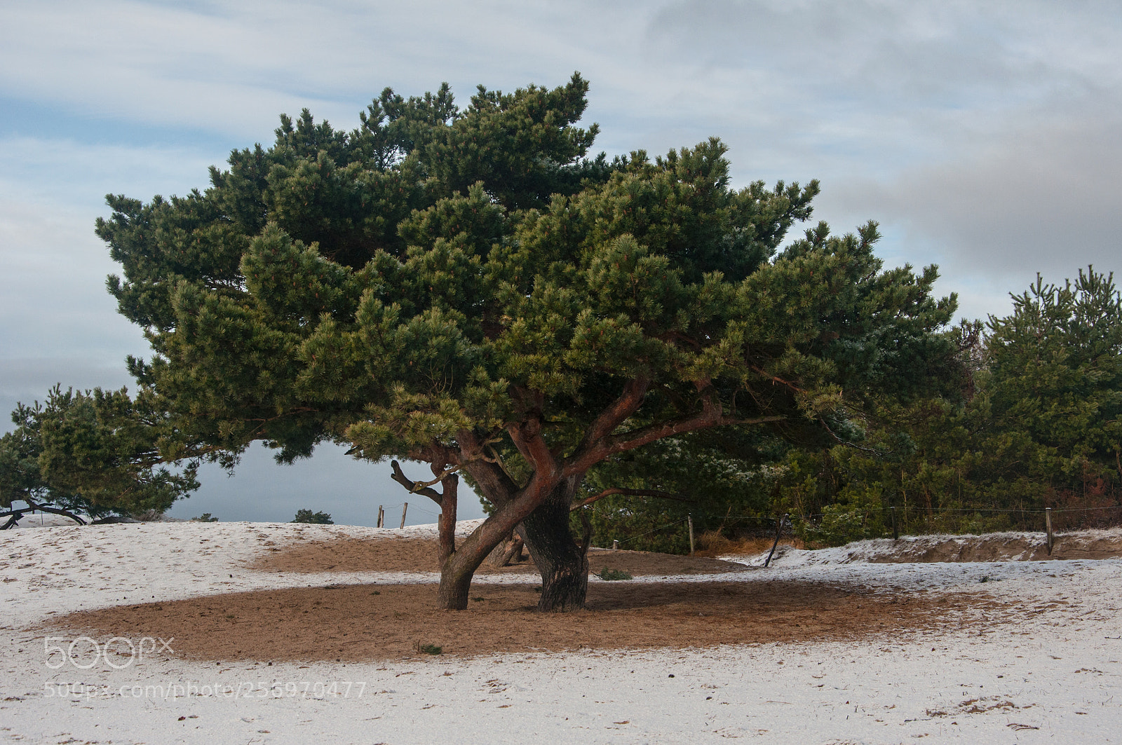 Nikon D90 sample photo. Snowfall in the dunes photography