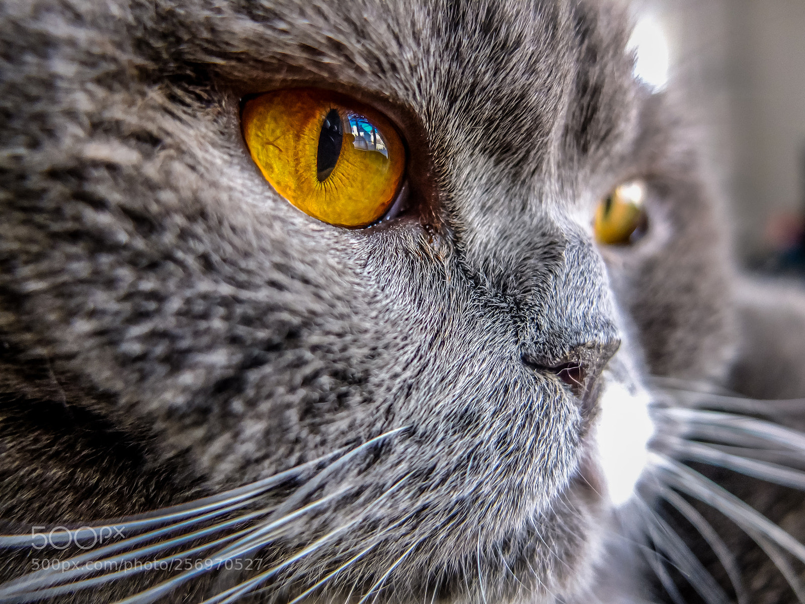 Fujifilm X10 sample photo. Itty bitty close-up kitty photography
